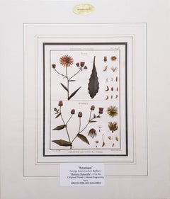 Picris (Sunflower); Helmintia (Bristly Oxtongue) /// Botanical Botany Plants Art