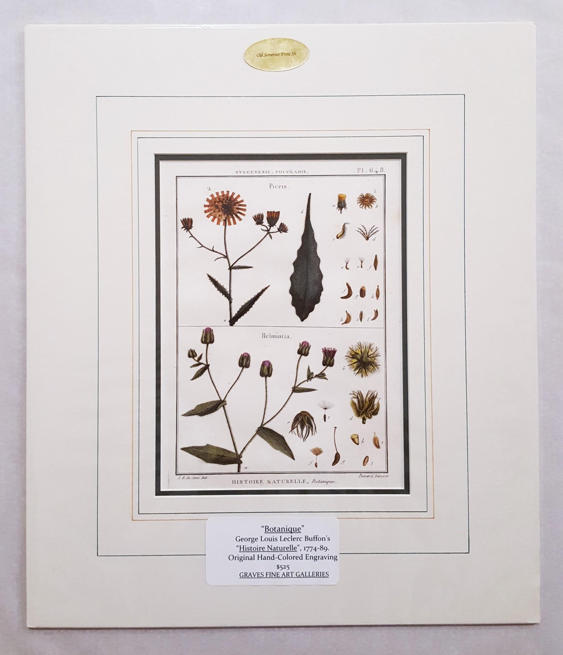 Picris (Sunflower); Helmintia (Bristly Oxtongue) /// Botanical Botany Plants Art - Old Masters Print by Georges-Louis Leclerc, Comte de Buffon