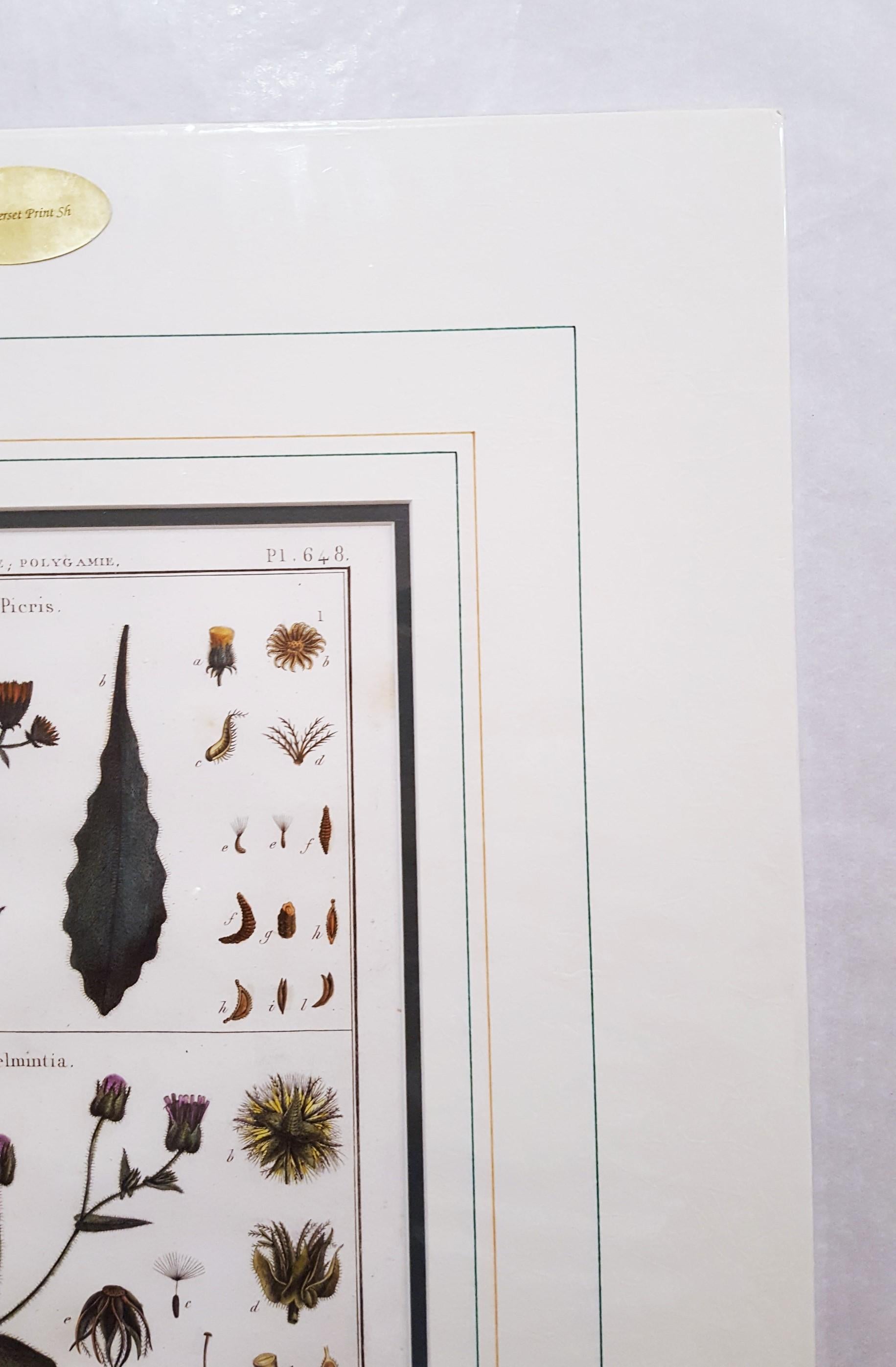 Picris (Sunflower); Helmintia (Bristly Oxtongue) /// Botanical Botany Plants Art For Sale 1