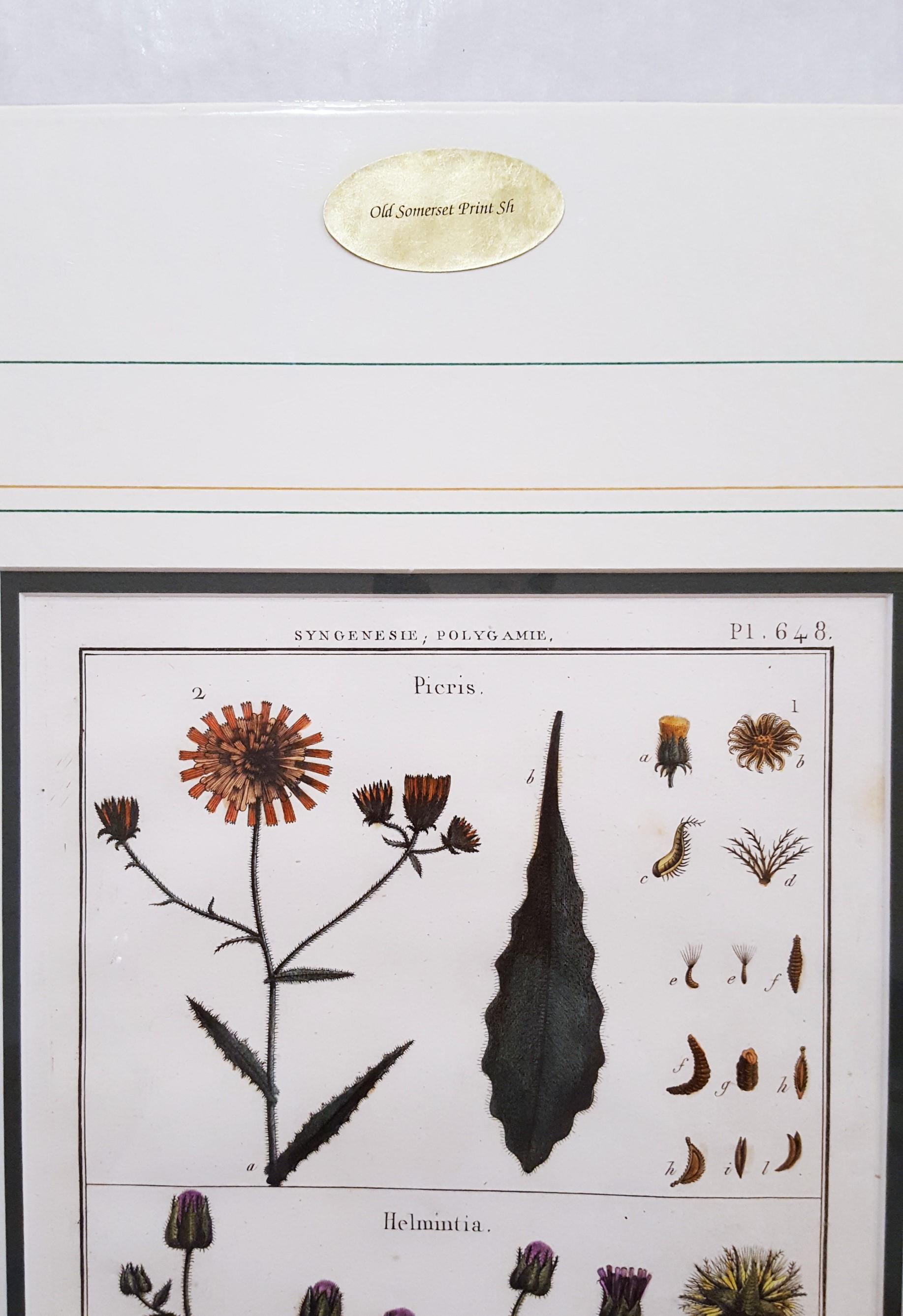 Picris (Sunflower); Helmintia (Bristly Oxtongue) /// Botanical Botany Plants Art For Sale 3
