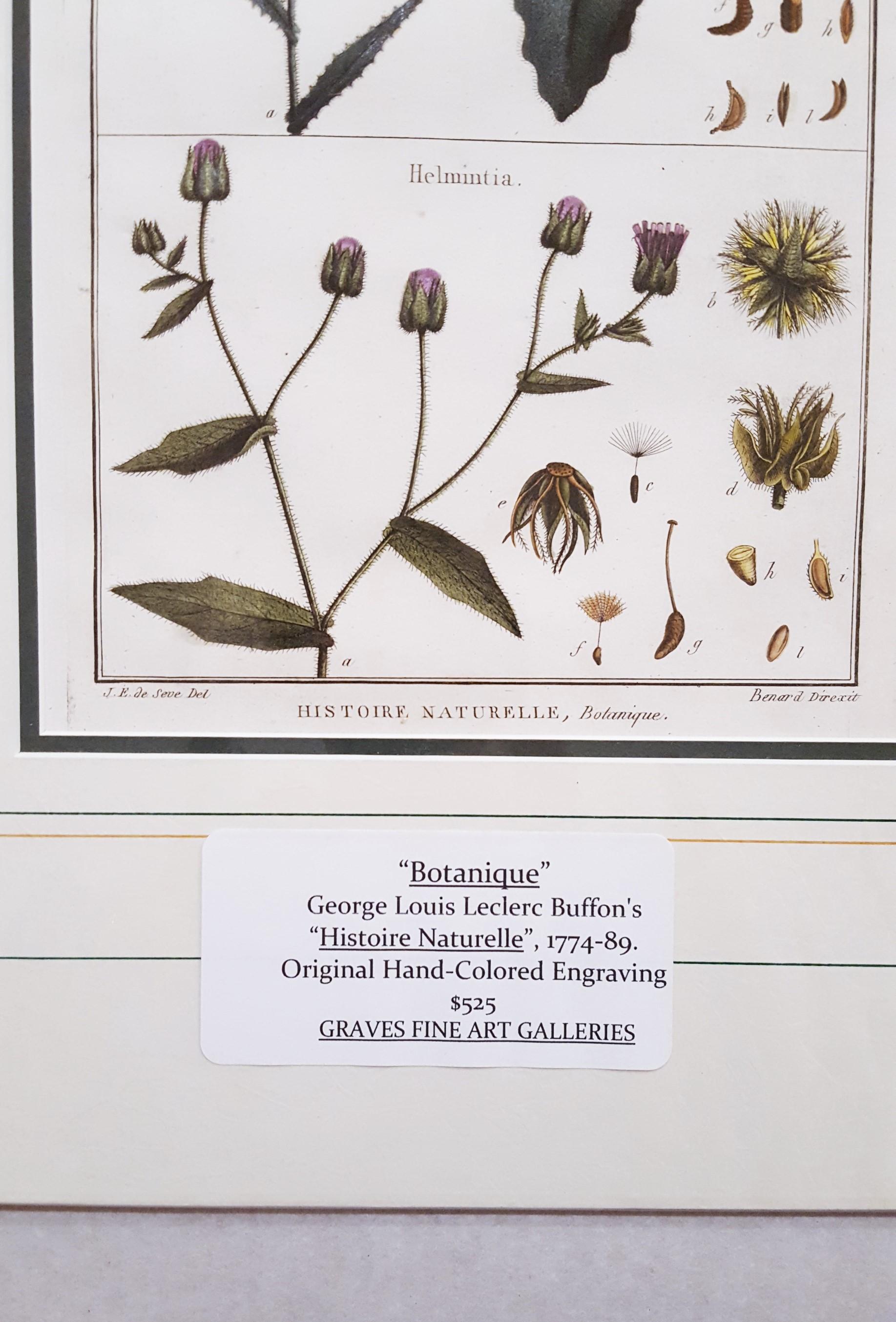 Picris (Sunflower); Helmintia (Bristly Oxtongue) /// Botanical Botany Plants Art For Sale 4
