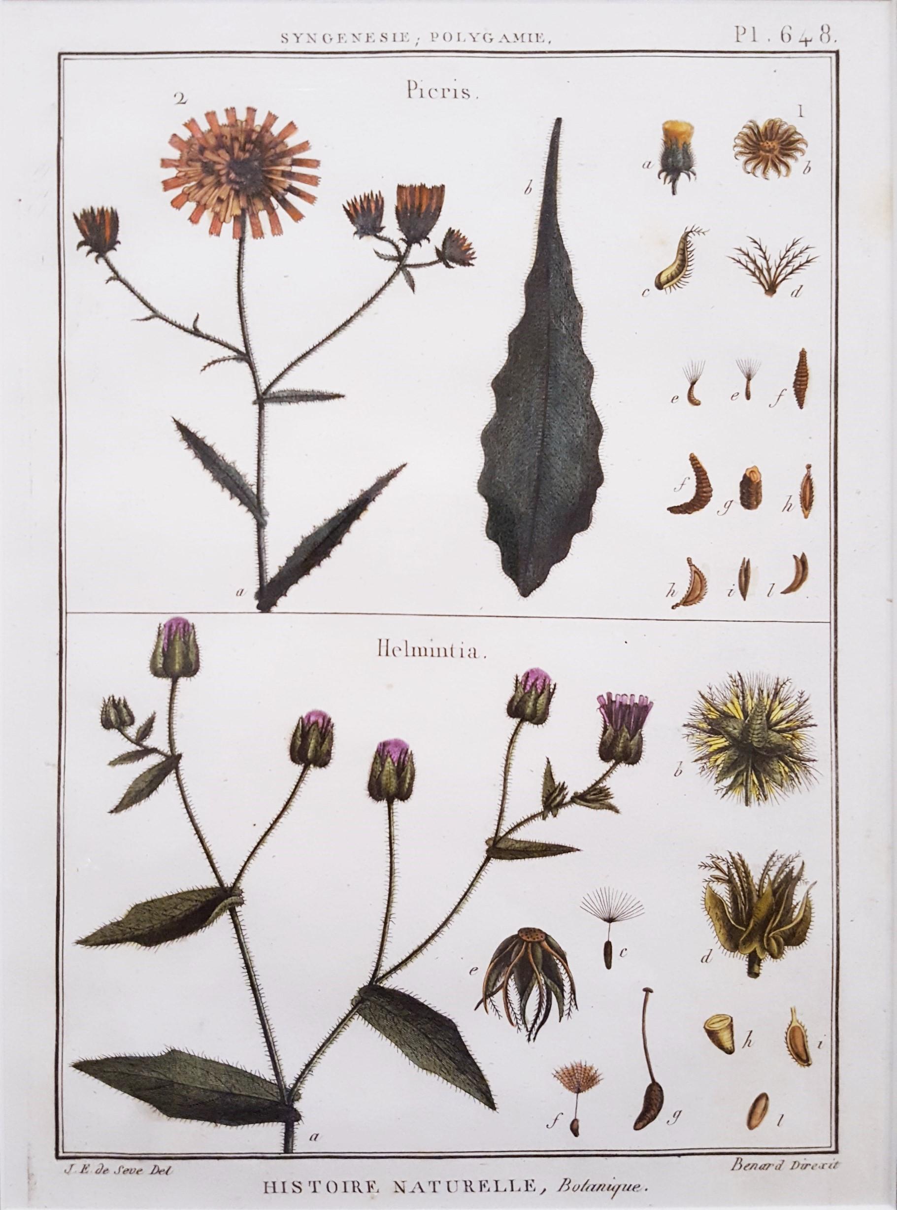 Georges-Louis Leclerc, Comte de Buffon Still-Life Print - Picris (Sunflower); Helmintia (Bristly Oxtongue) /// Botanical Botany Plants Art