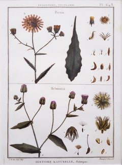 Picris (Sunflower); Helmintia (Bristly Oxtongue) /// Botanical Botany Plants Art