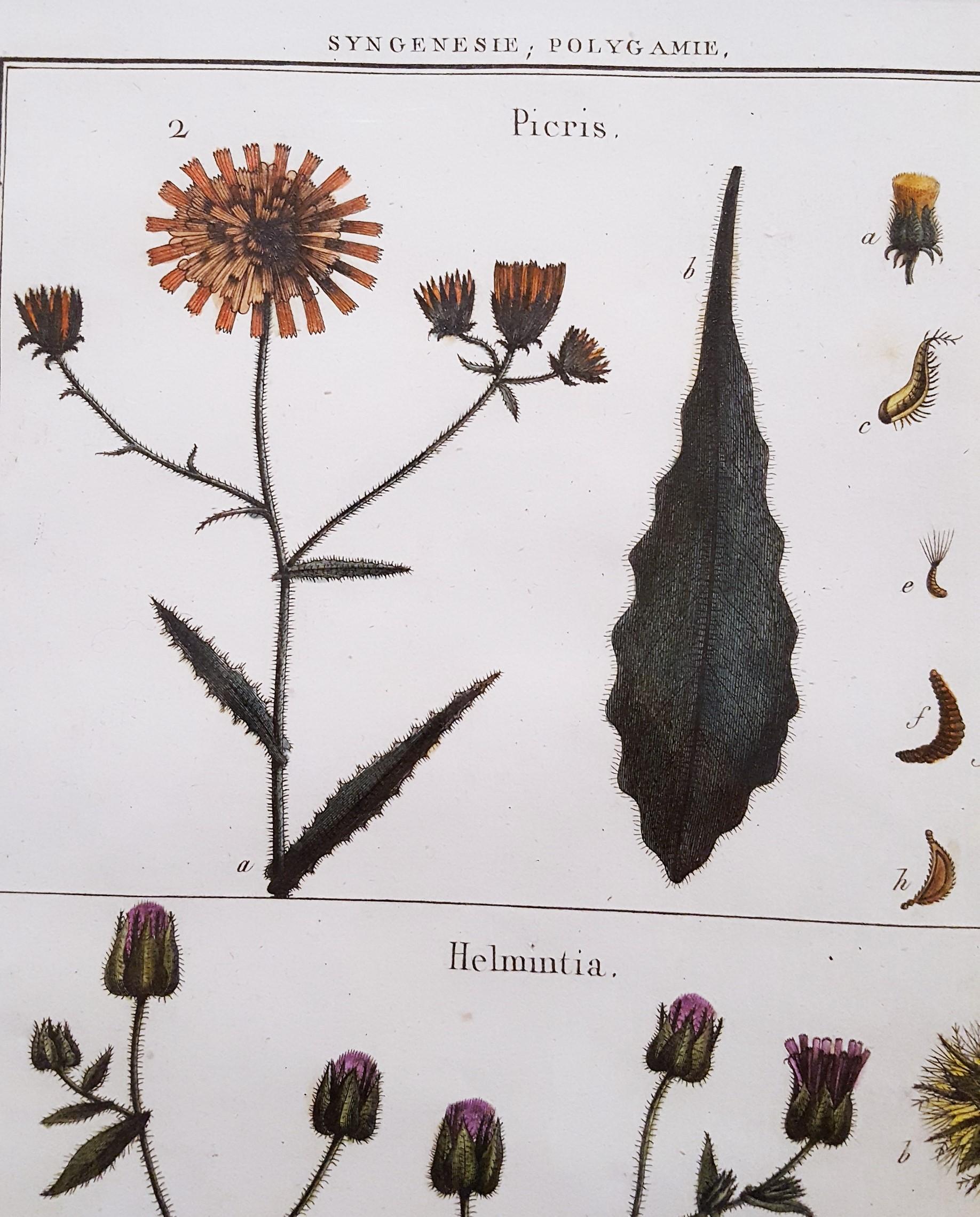 Picris (Sunflower); Helmintia (Bristly Oxtongue) /// Botanical Botany Plants Art For Sale 2