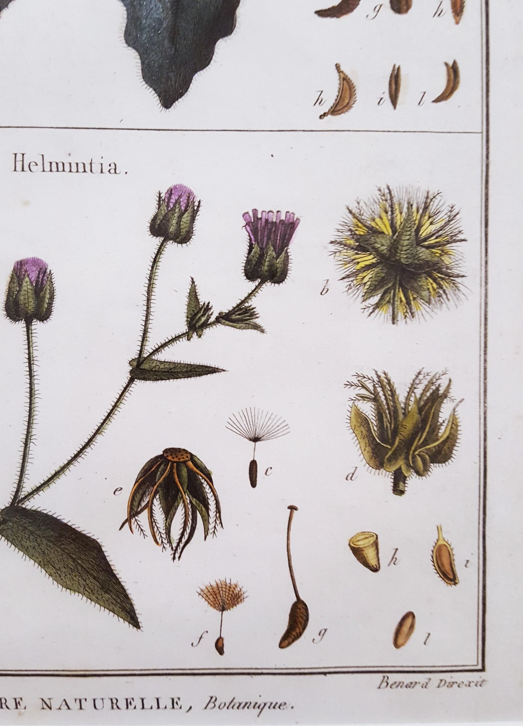 Picris (Girasol); Helmintia (Oxtongue erizada) /// Botánica Plantas Arte en venta 7
