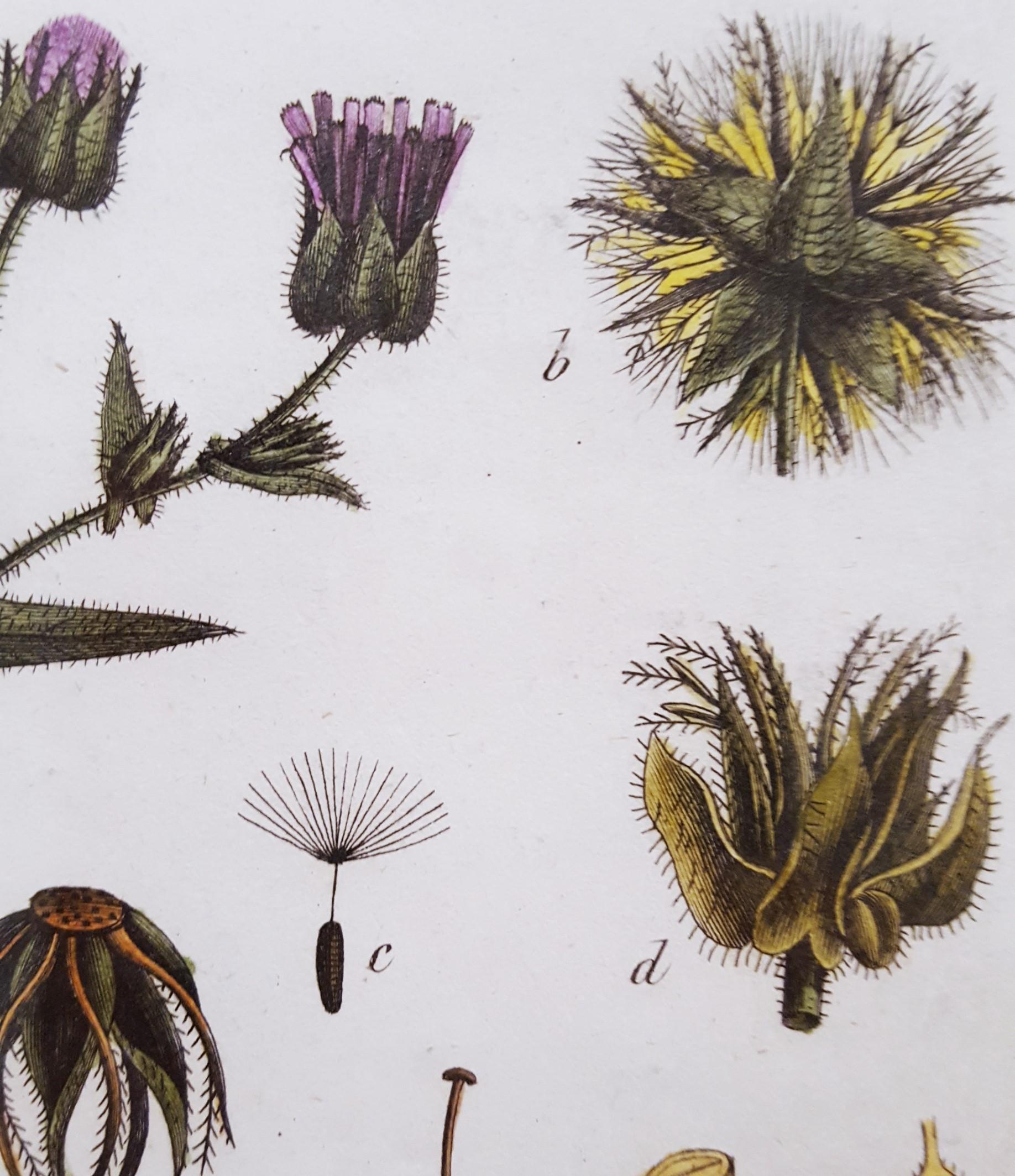 Picris ; Helmintia (Bristly Oxtongue) /// Botanical Botany Plants Art en vente 7