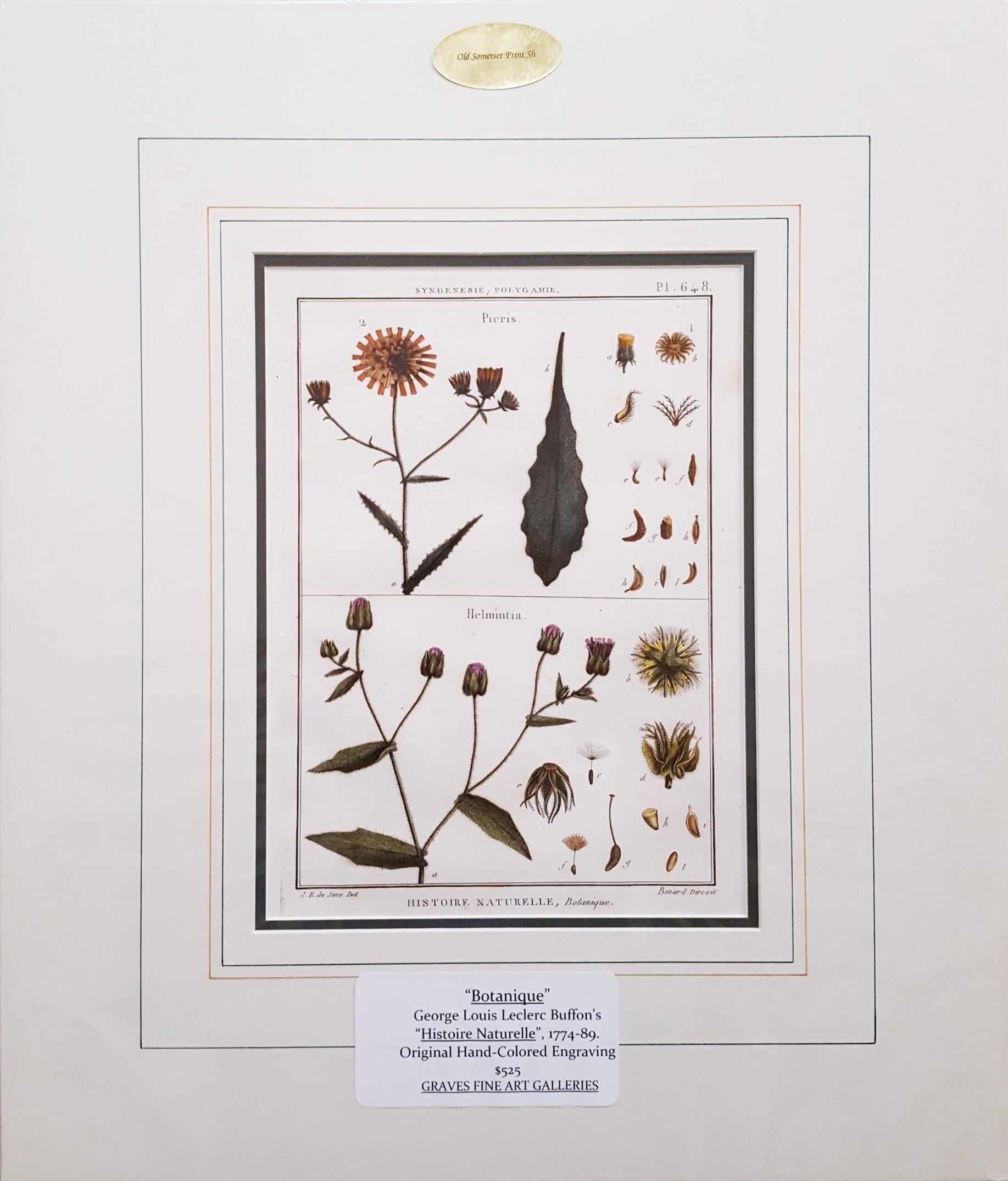 Picris (Sunflower); Helmintia (Bristly Oxtongue) /// Botanical Botany Plants Art - Print by Georges-Louis Leclerc, Comte de Buffon