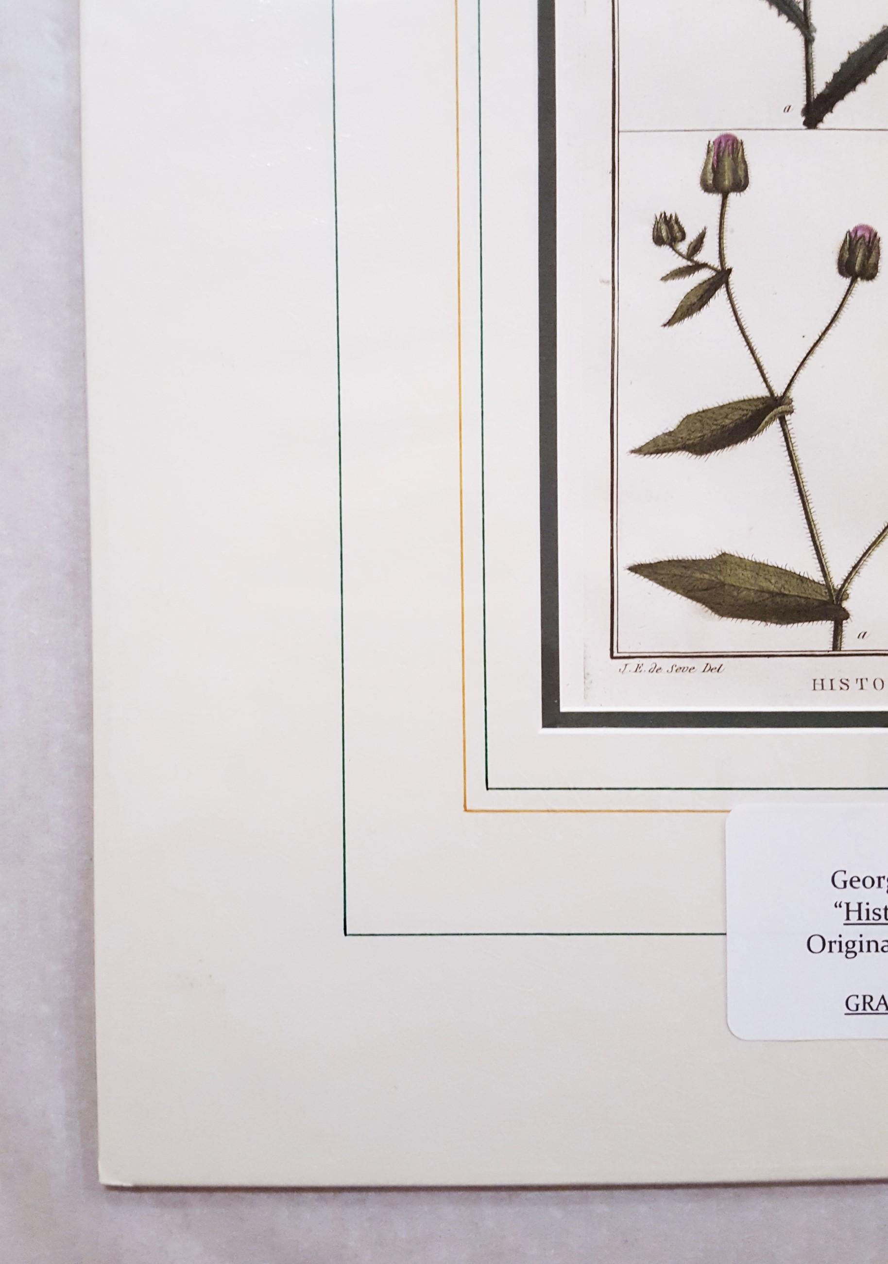Picris ; Helmintia (Bristly Oxtongue) /// Botanical Botany Plants Art - Naturalisme Print par Georges-Louis Leclerc, Comte de Buffon