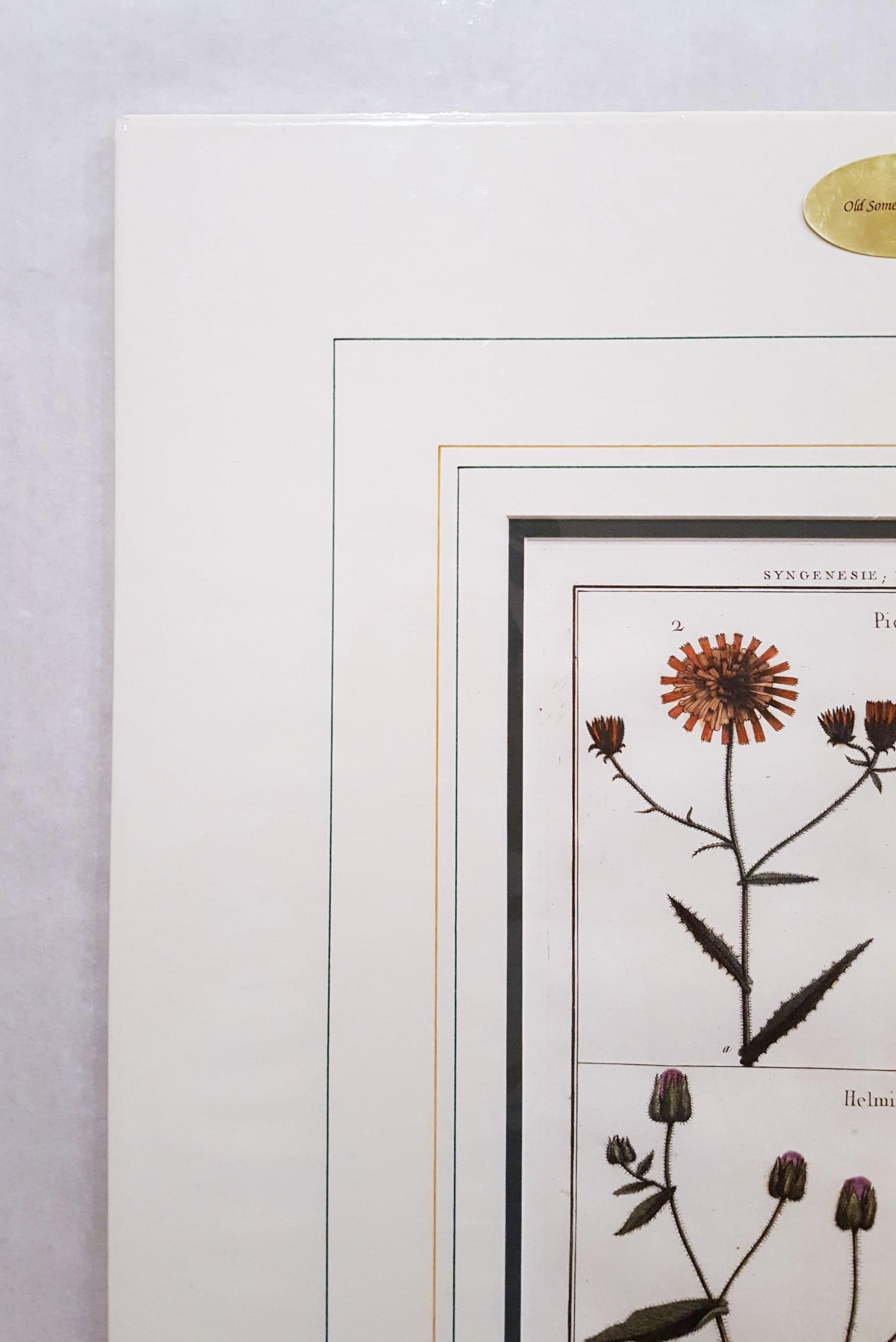 Picris ; Helmintia (Bristly Oxtongue) /// Botanical Botany Plants Art - Gris Still-Life Print par Georges-Louis Leclerc, Comte de Buffon