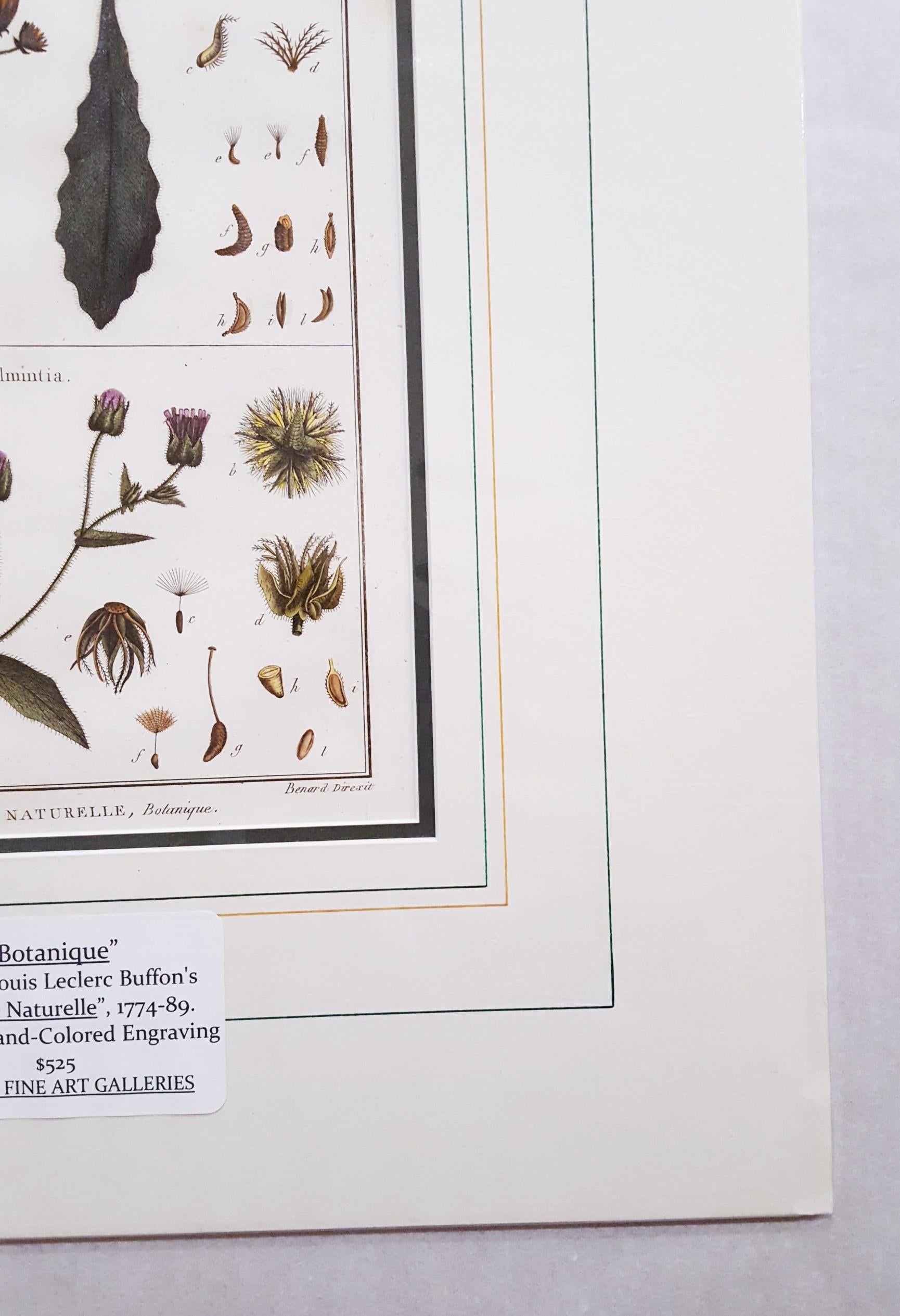 Picris ; Helmintia (Bristly Oxtongue) /// Botanical Botany Plants Art en vente 1