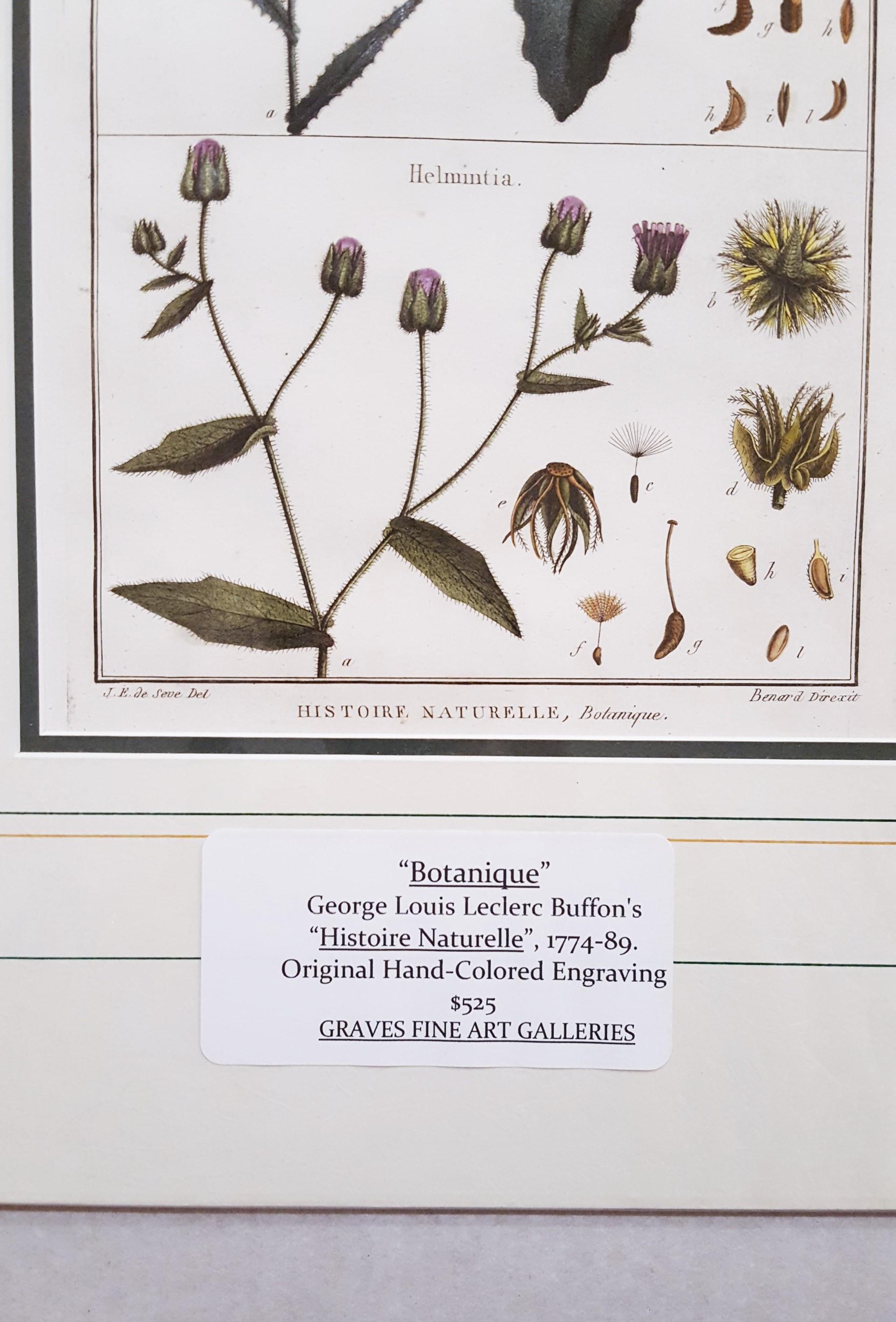 Picris ; Helmintia (Bristly Oxtongue) /// Botanical Botany Plants Art en vente 3