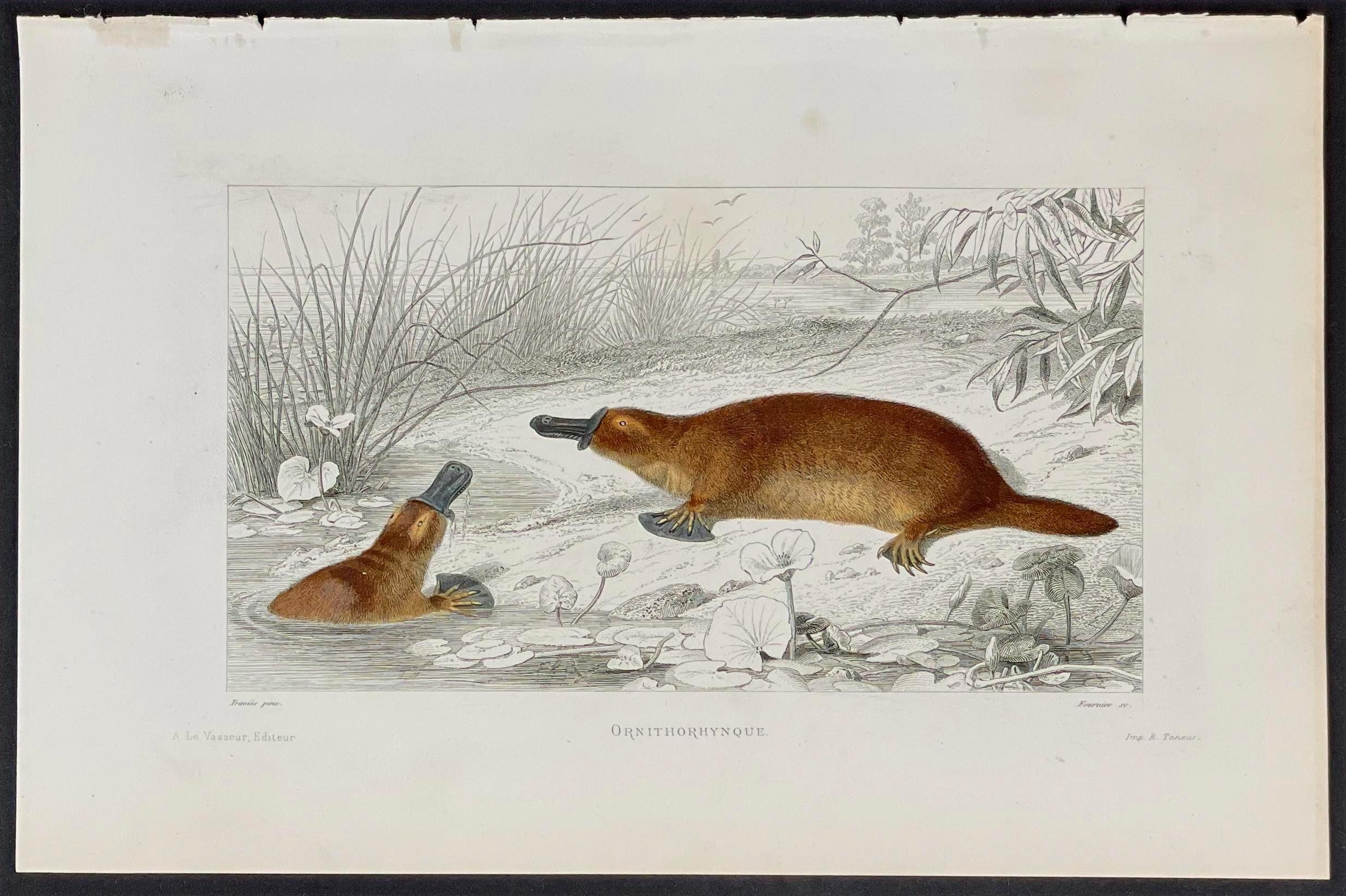 Georges-Louis Leclerc, Comte de Buffon Animal Print - Platypus - Australia - Georges Louis Leclerc, Comte de Buffon C. 1820