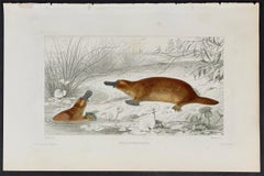 Antique Platypus - Australia - Georges Louis Leclerc, Comte de Buffon C. 1820