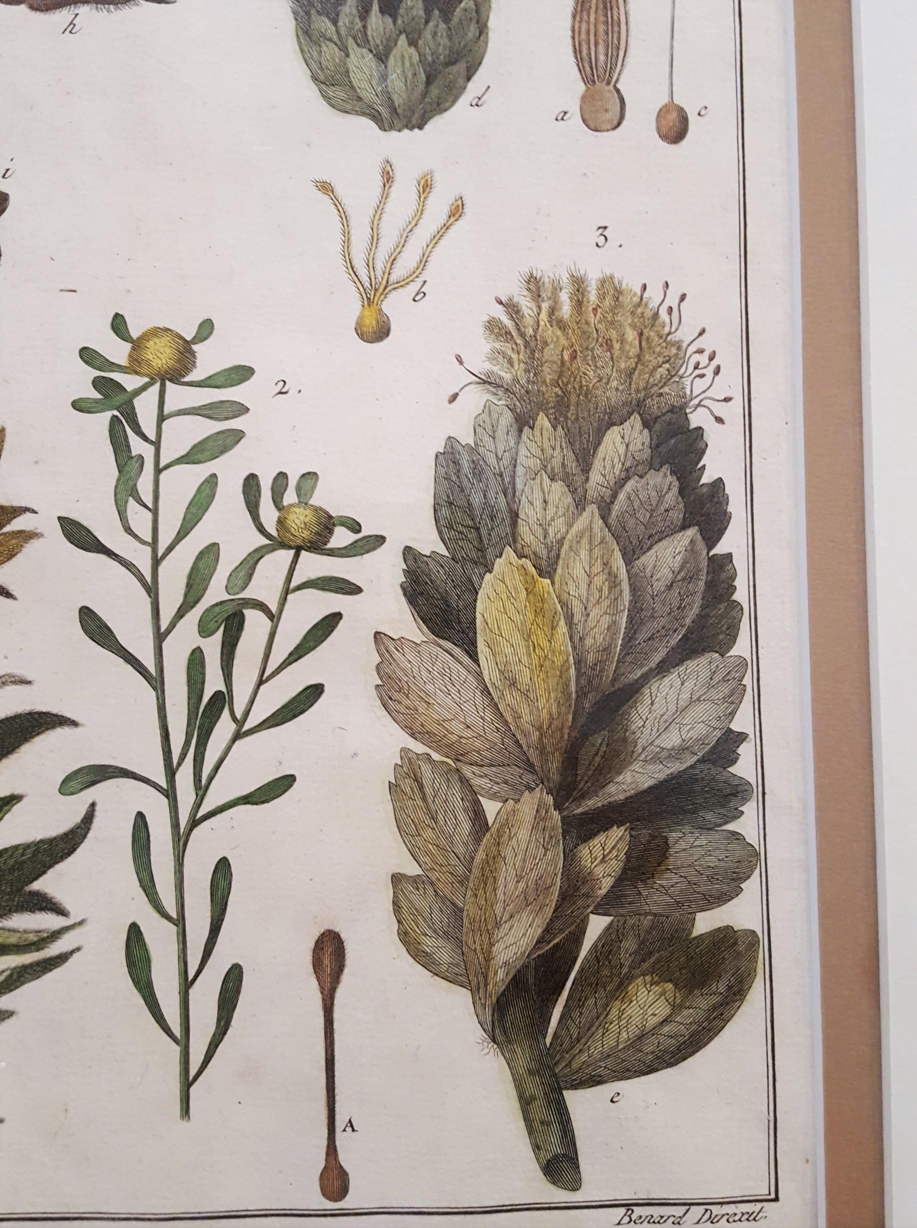 Protea (Sugarbushes) 5