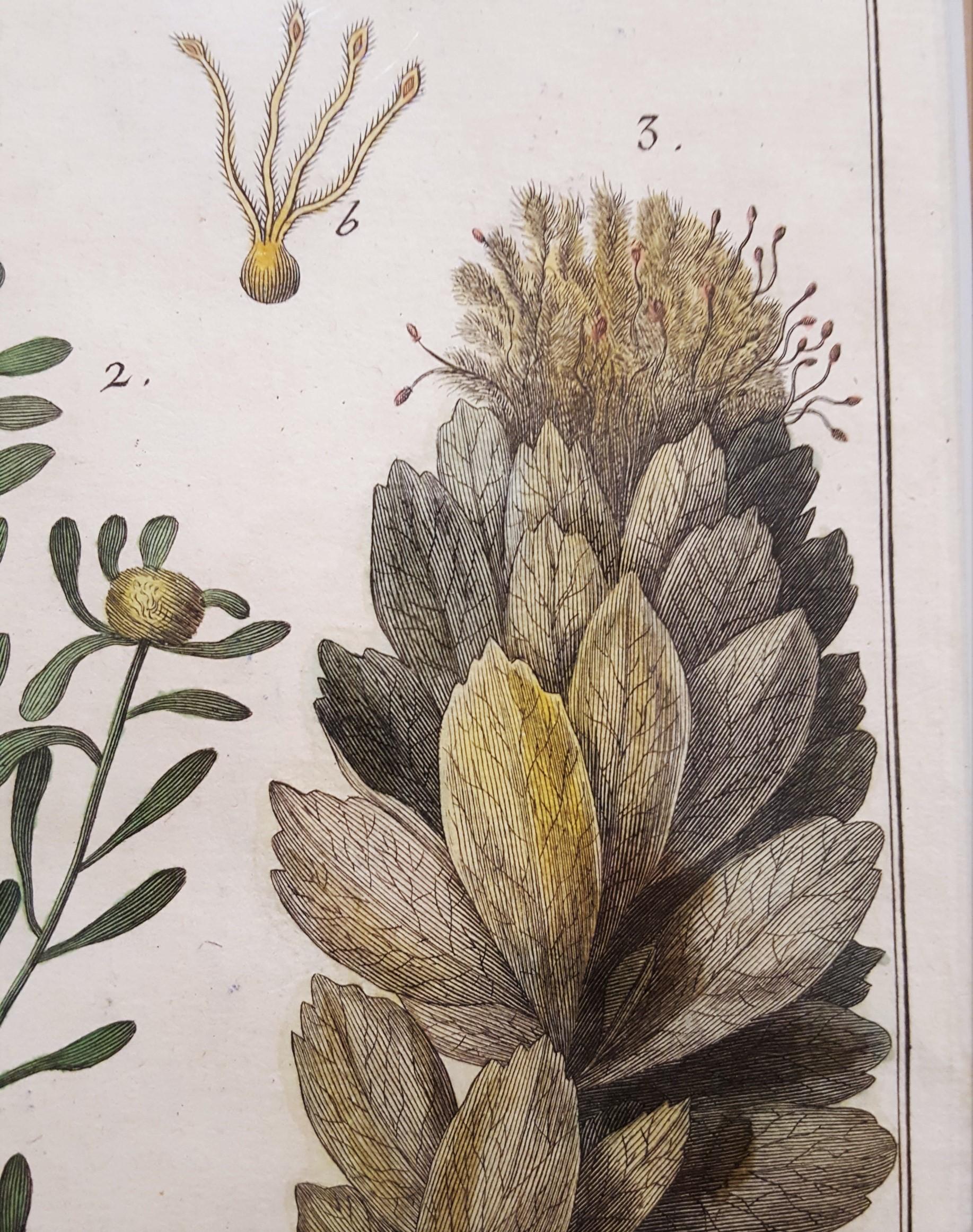 Protea (Sugarbushes) 6