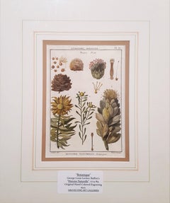 Protea (Zuckersträucher)