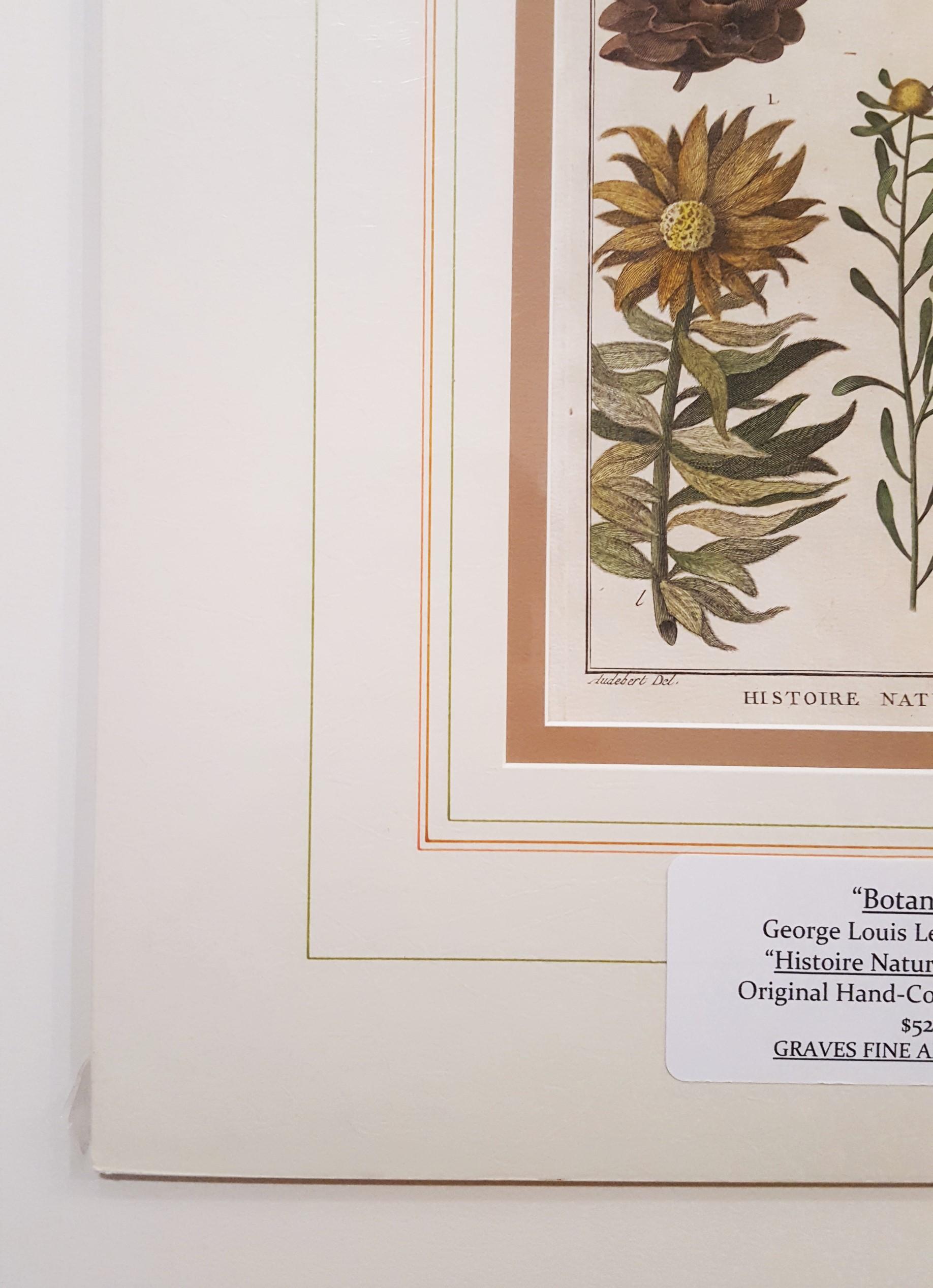 Protea (Zuckersträucher) (Naturalismus), Print, von Georges-Louis Leclerc, Comte de Buffon