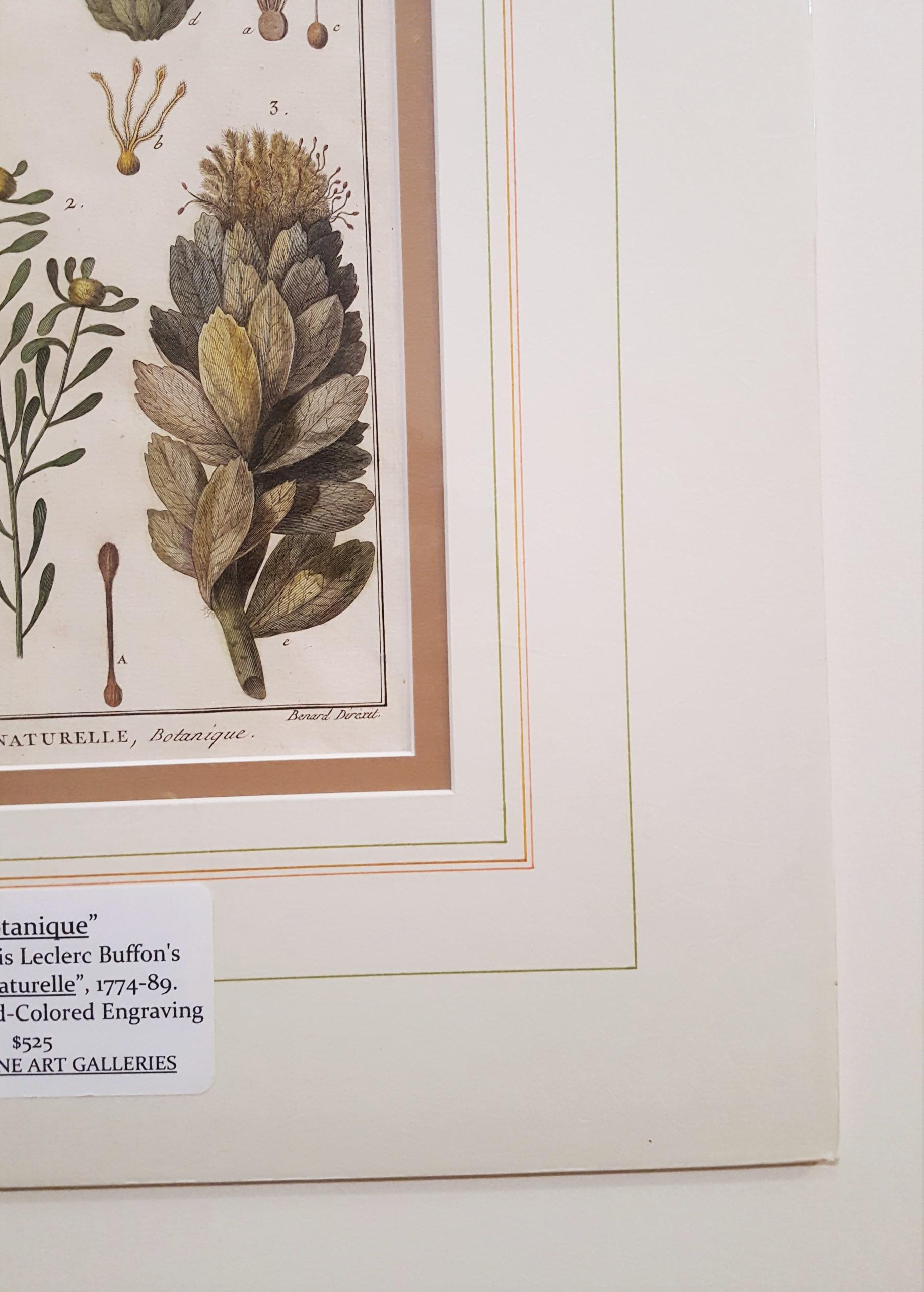 Protea (Sugarbushes) - Naturalistic Print by Georges-Louis Leclerc, Comte de Buffon