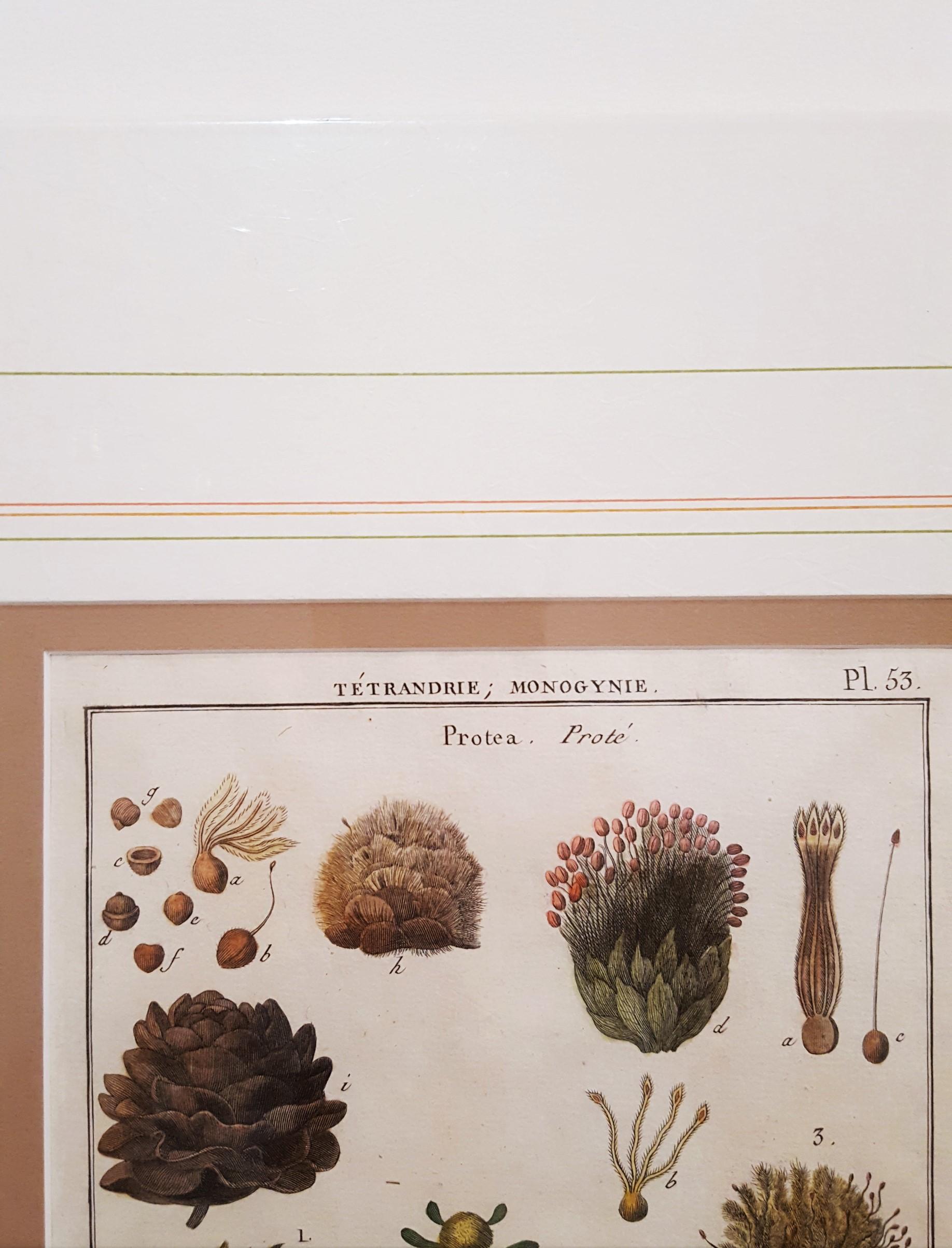 Protea (Sugarbushes) - Gray Still-Life Print by Georges-Louis Leclerc, Comte de Buffon