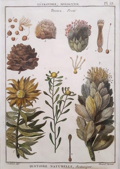 Protea (Zuckersträucher)