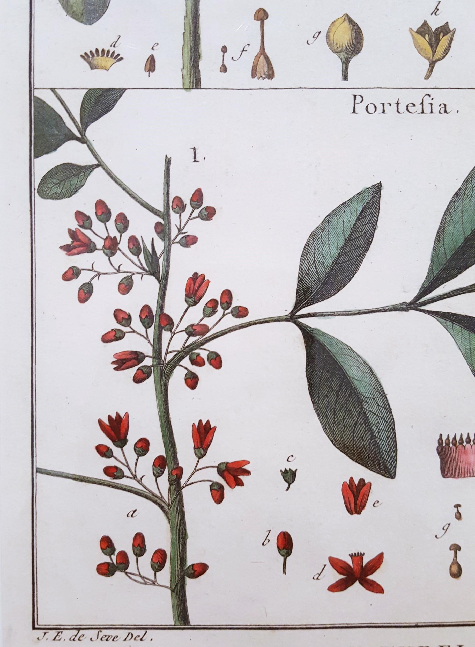 Quivisia; Portesia /// Antique Botanical Botany Plants Science Engraving Buffon For Sale 4