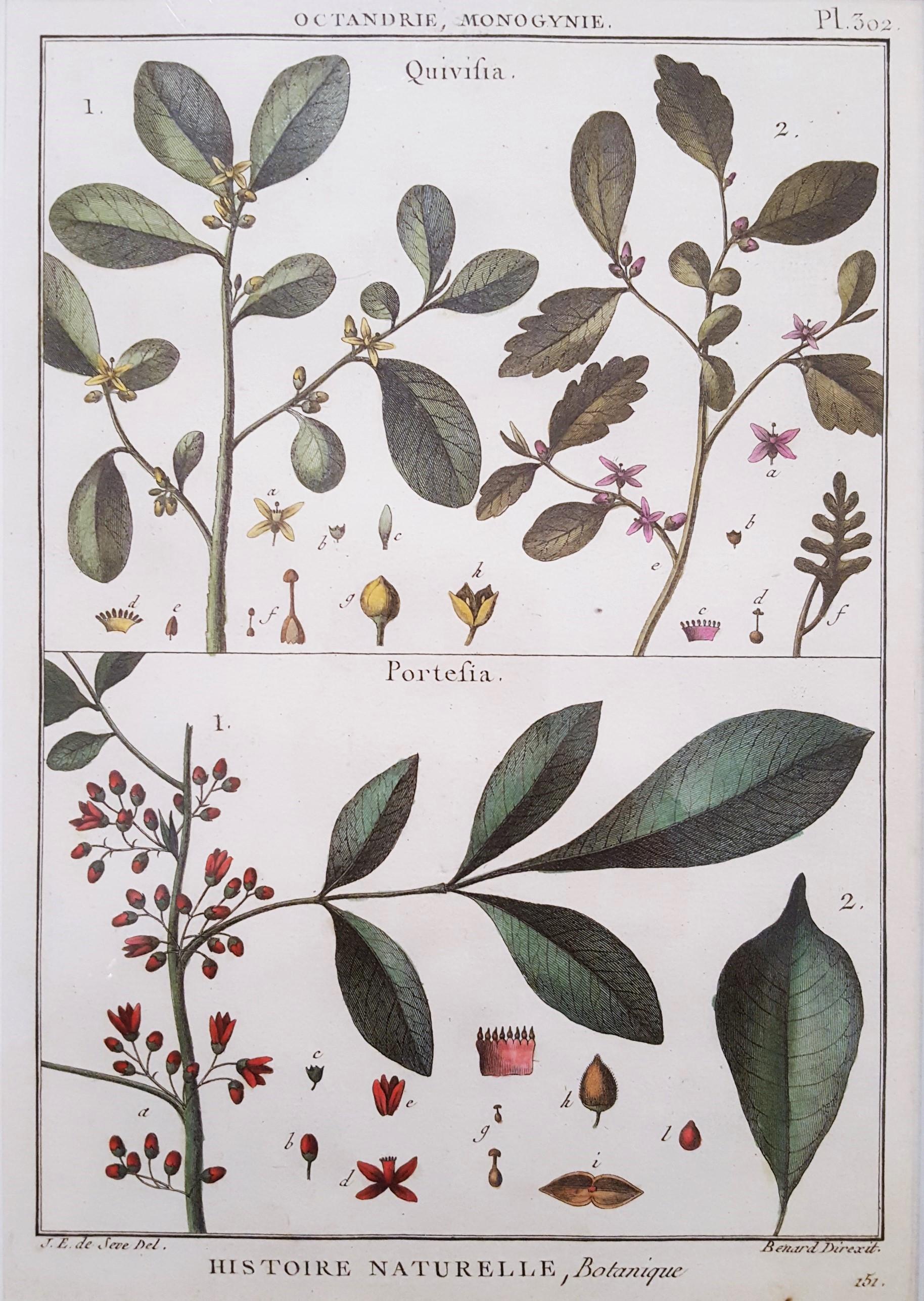 Quivisia; Portesia /// Antique Botanical Botany Plants Science Engraving Buffon - Print by Georges-Louis Leclerc, Comte de Buffon
