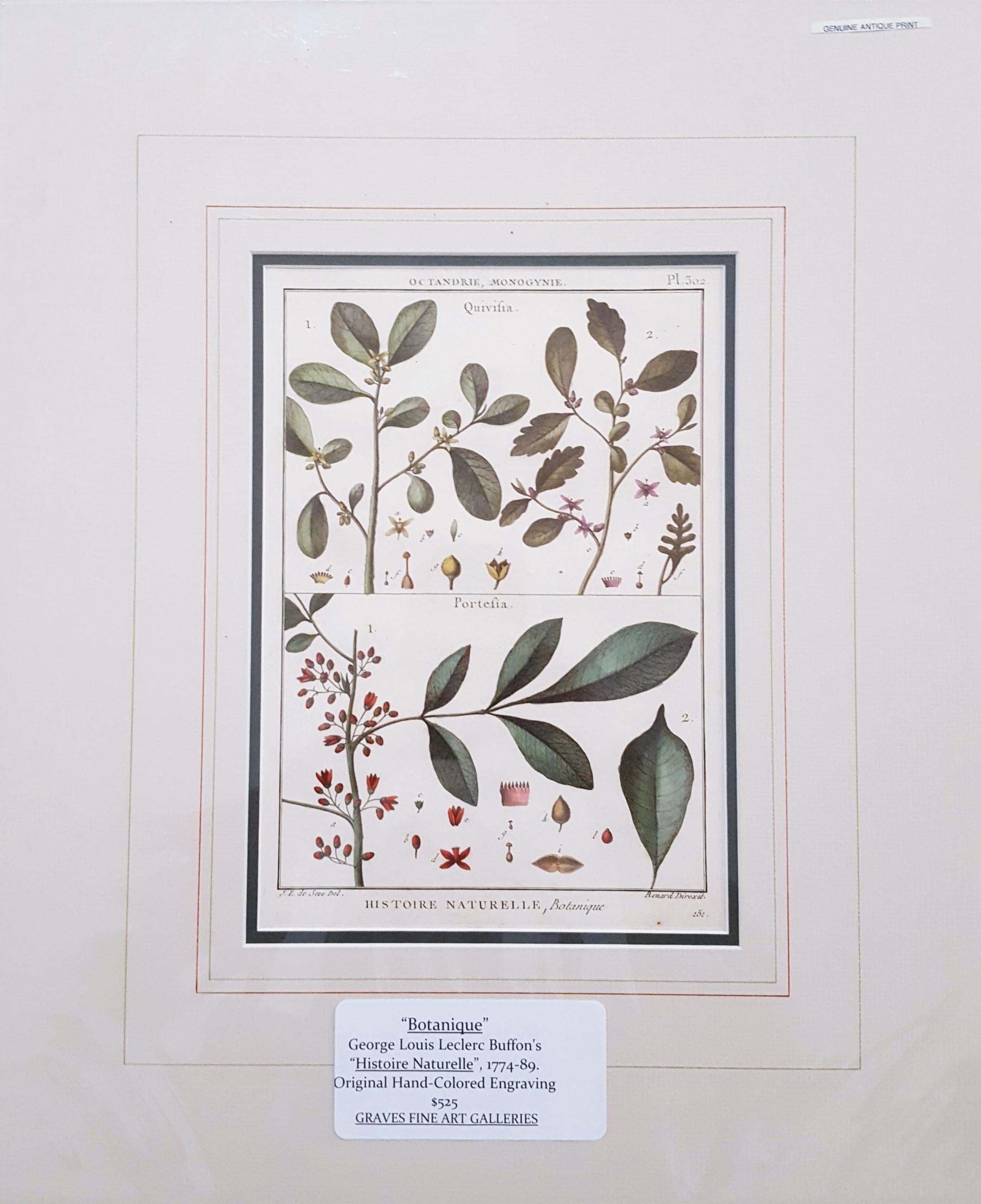 Quivisia ; Portesia /// Antique Botanical Botany Plants Science Engraving Buffon - Naturalisme Print par Georges-Louis Leclerc, Comte de Buffon