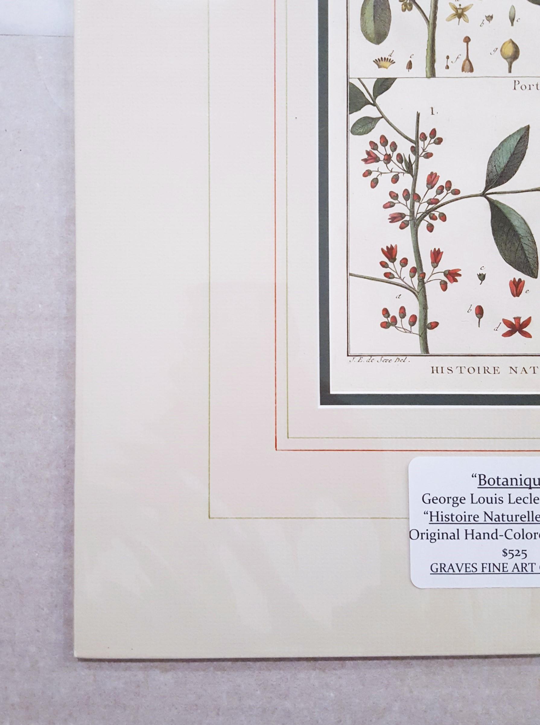 Quivisia ; Portesia /// Antique Botanical Botany Plants Science Engraving Buffon - Gris Still-Life Print par Georges-Louis Leclerc, Comte de Buffon