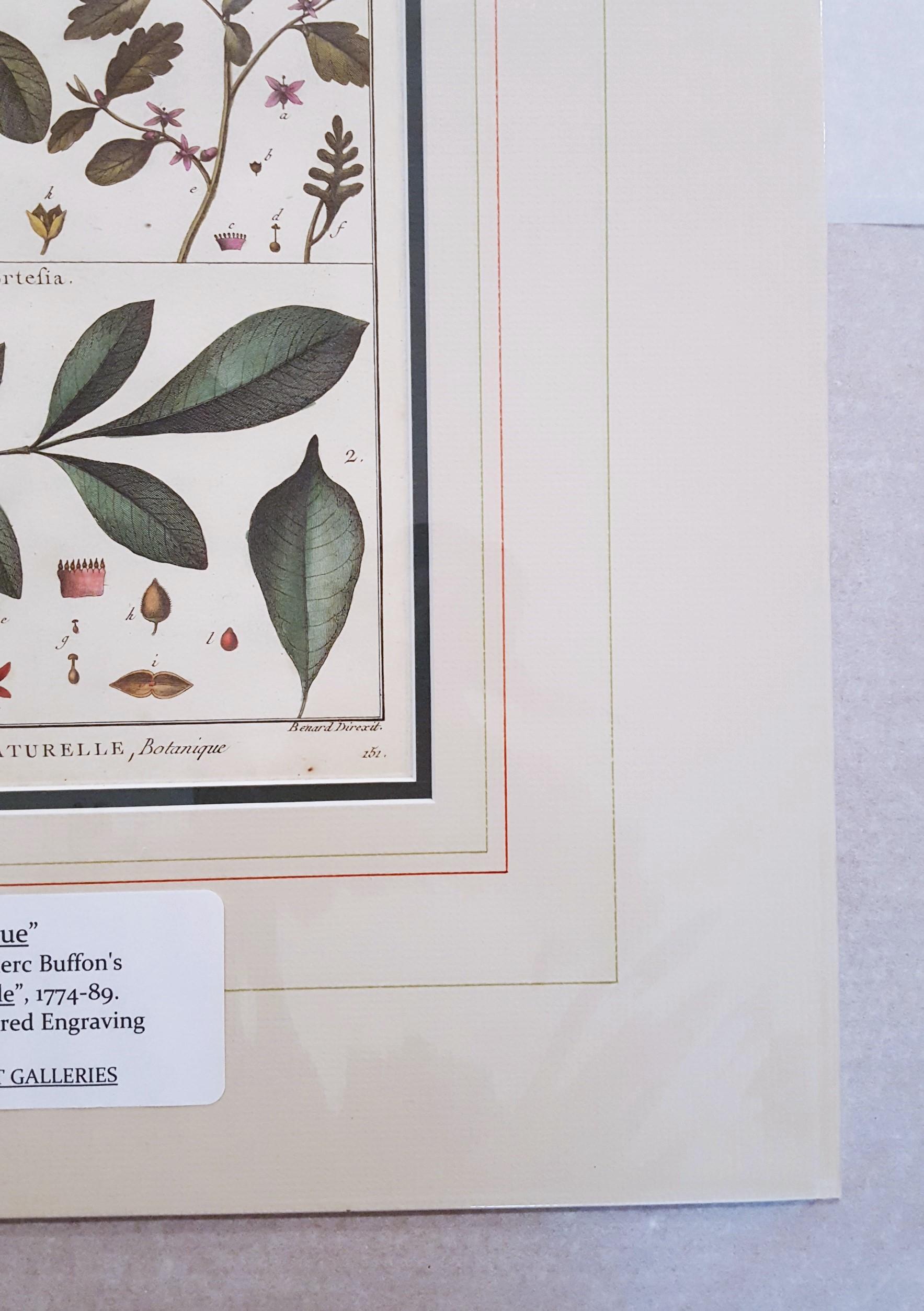 Quivisia; Portesia /// Antique Botanical Botany Plants Science Engraving Buffon - Gray Still-Life Print by Georges-Louis Leclerc, Comte de Buffon