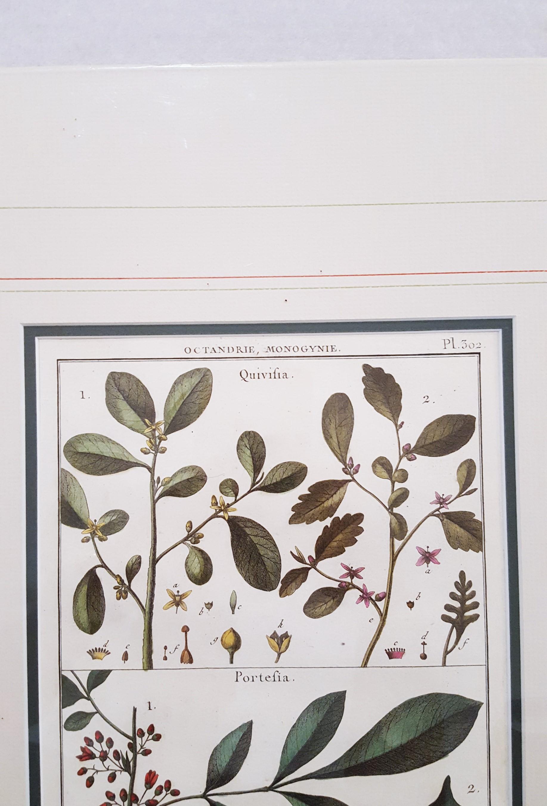 Quivisia ; Portesia /// Antique Botanical Botany Plants Science Engraving Buffon en vente 3