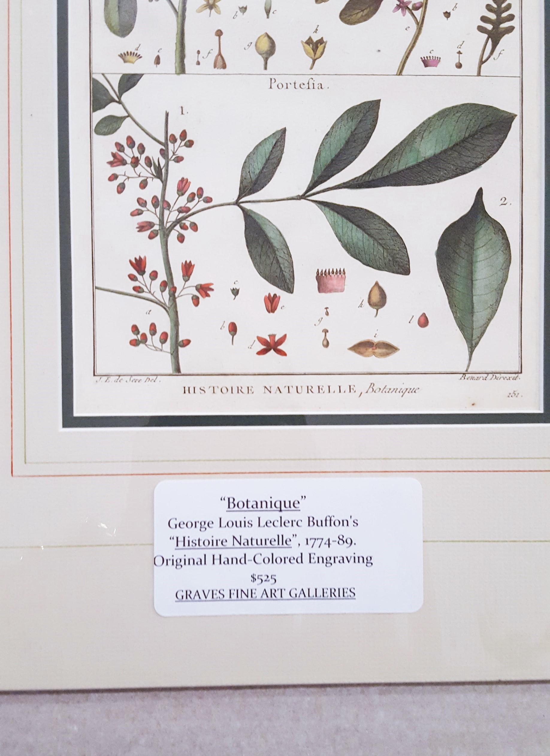 Quivisia; Portesia /// Antique Botanical Botany Plants Science Engraving Buffon For Sale 1