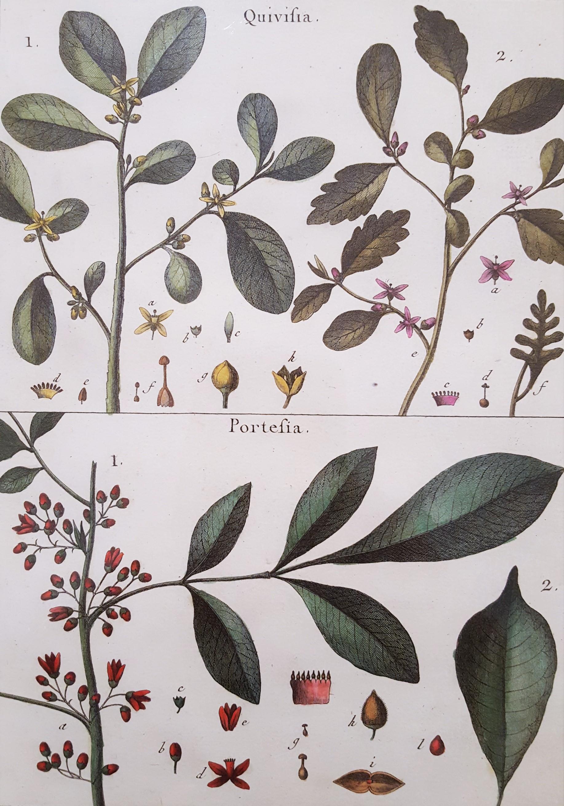 Quivisia; Portesia /// Antike botanische Botanik-Pflanzgefäße, Wissenschaftliche Gravur, Buffon