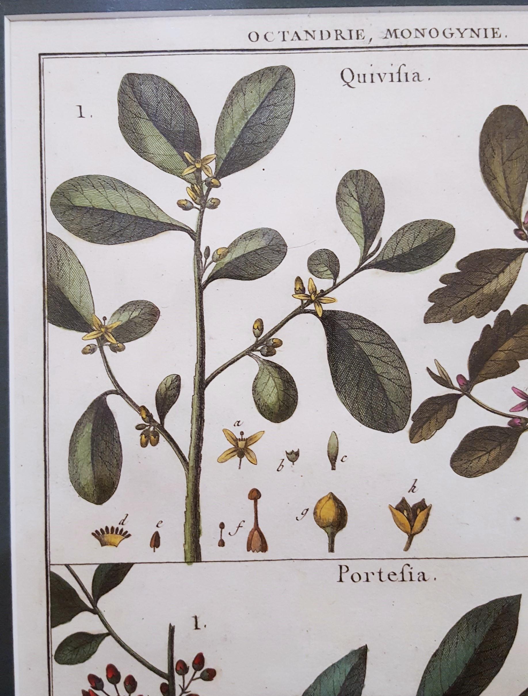 Quivisia; Portesia /// Antique Botanical Botany Plants Science Engraving Buffon For Sale 5
