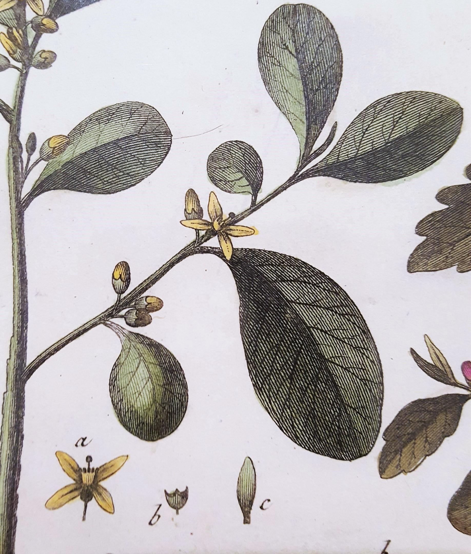 Quivisia; Portesia /// Antique Botanical Botany Plants Science Engraving Buffon For Sale 6