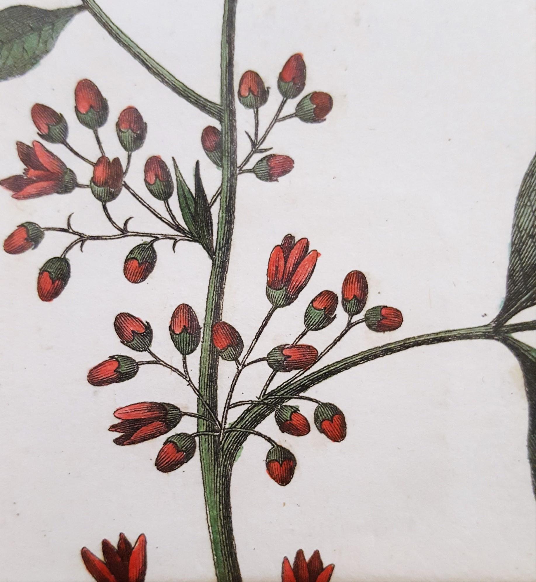 Quivisia; Portesia /// Antique Botanical Botany Plants Science Engraving Buffon For Sale 8