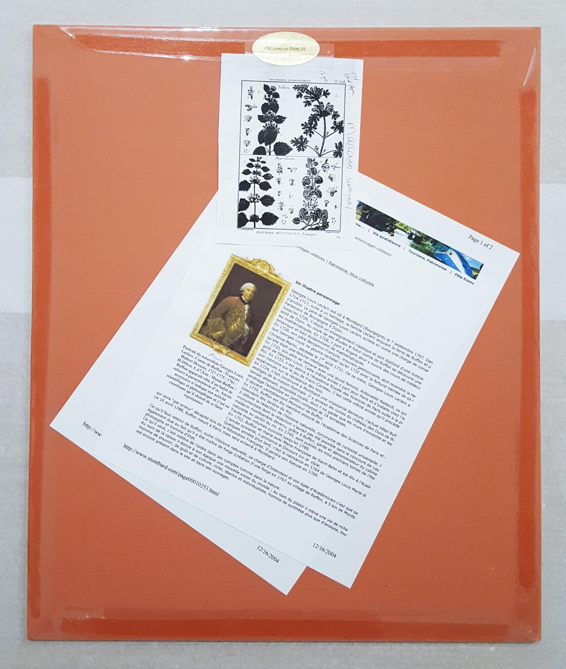 Quivisia; Portesia /// Antique Botanical Botany Plants Science Engraving Buffon For Sale 9