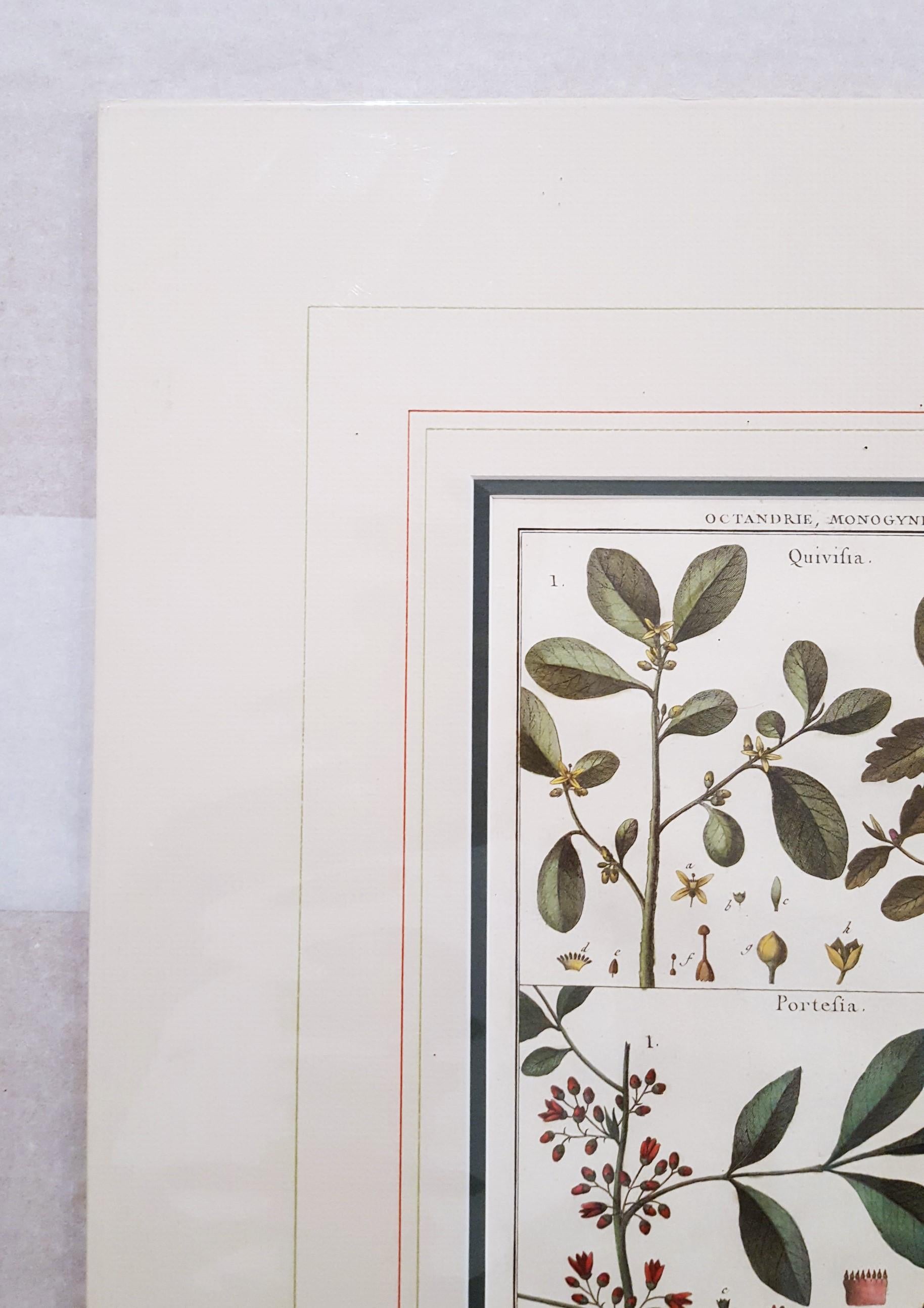 Artist: Georges-Louis Leclerc, Comte de Buffon (French, 1707-1788)
Title: 