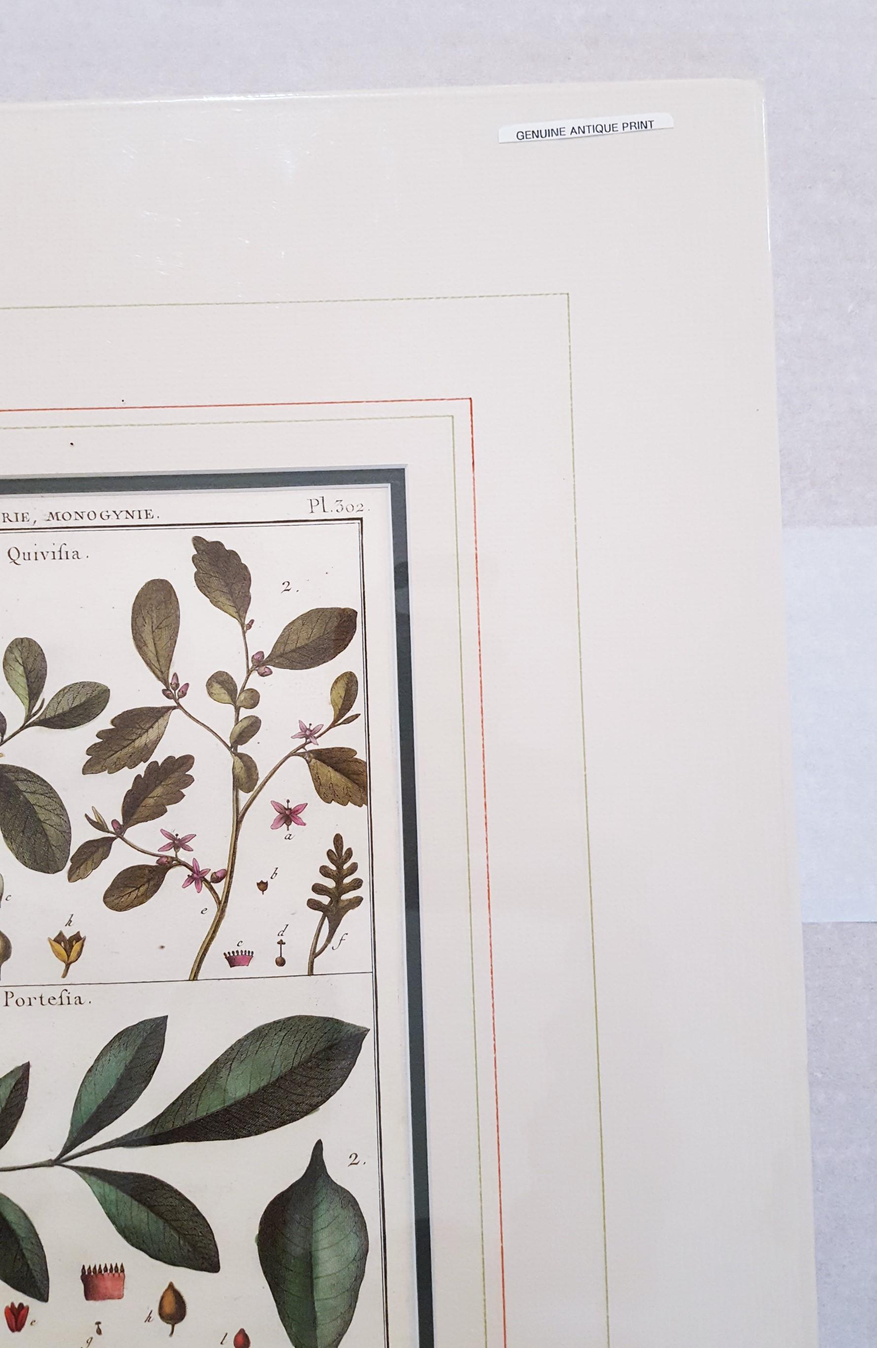 Quivisia; Portesia /// Antique Botanical Botany Plants Science Engraving Buffon For Sale 1