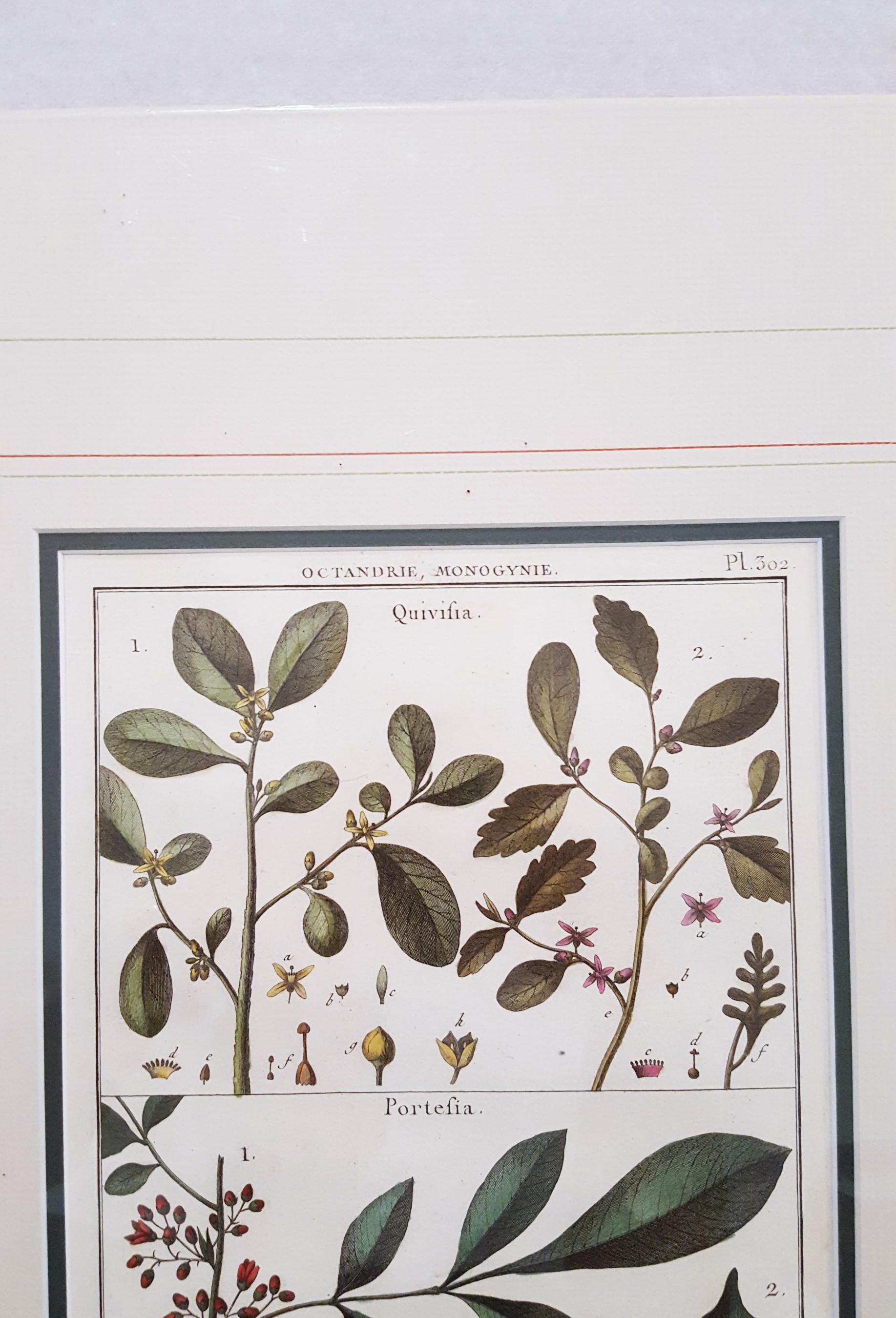 Quivisia; Portesia /// Antique Botanical Botany Plants Science Engraving Buffon For Sale 3