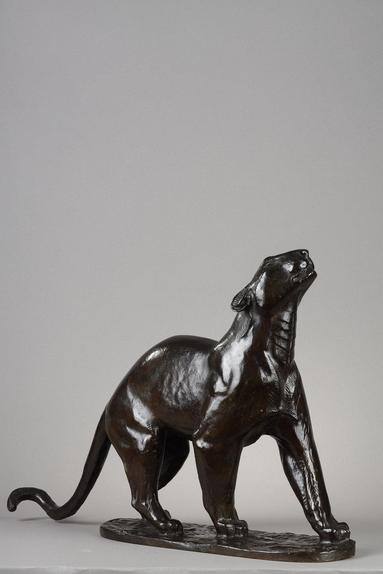 Panther sniffing For Sale 1