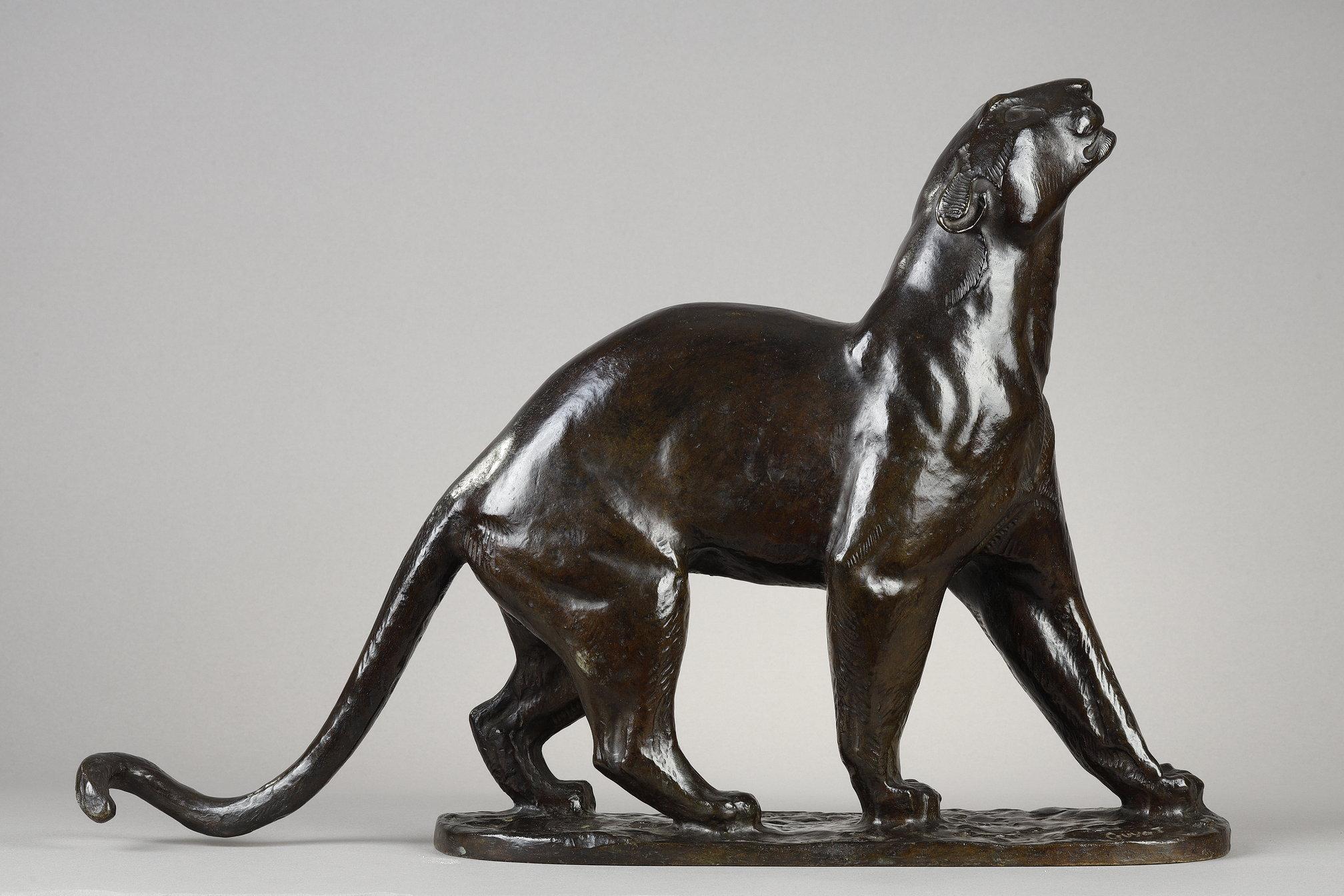 Panther sniffing For Sale 4
