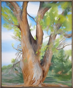 Vintage Cottonwood Tree (Near Abiquiu), New Mexico
