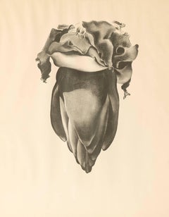 Édition Atlantis:: Fleur de banane:: planche VIII