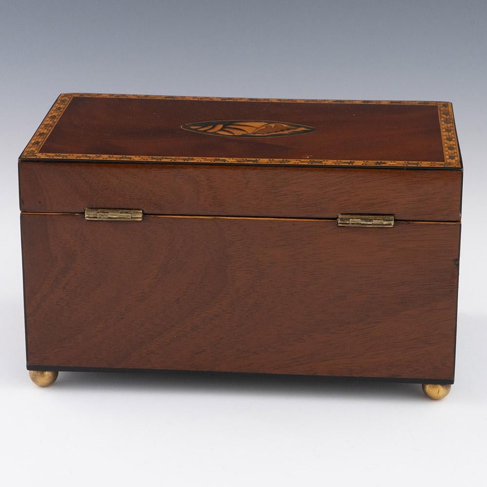 Georgian Antique Tea Caddy with Conch Decoration c1820 1