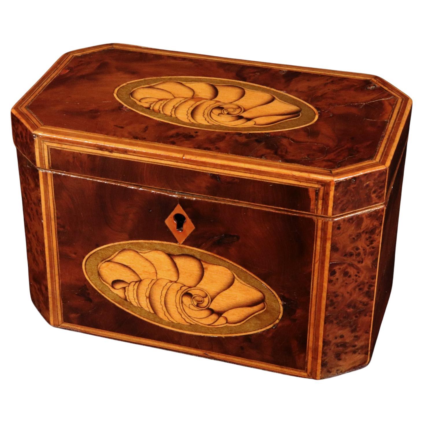 Georgian Burl Yew and Satinwood Octagonal Tea Caddy with Conch Shell Panels