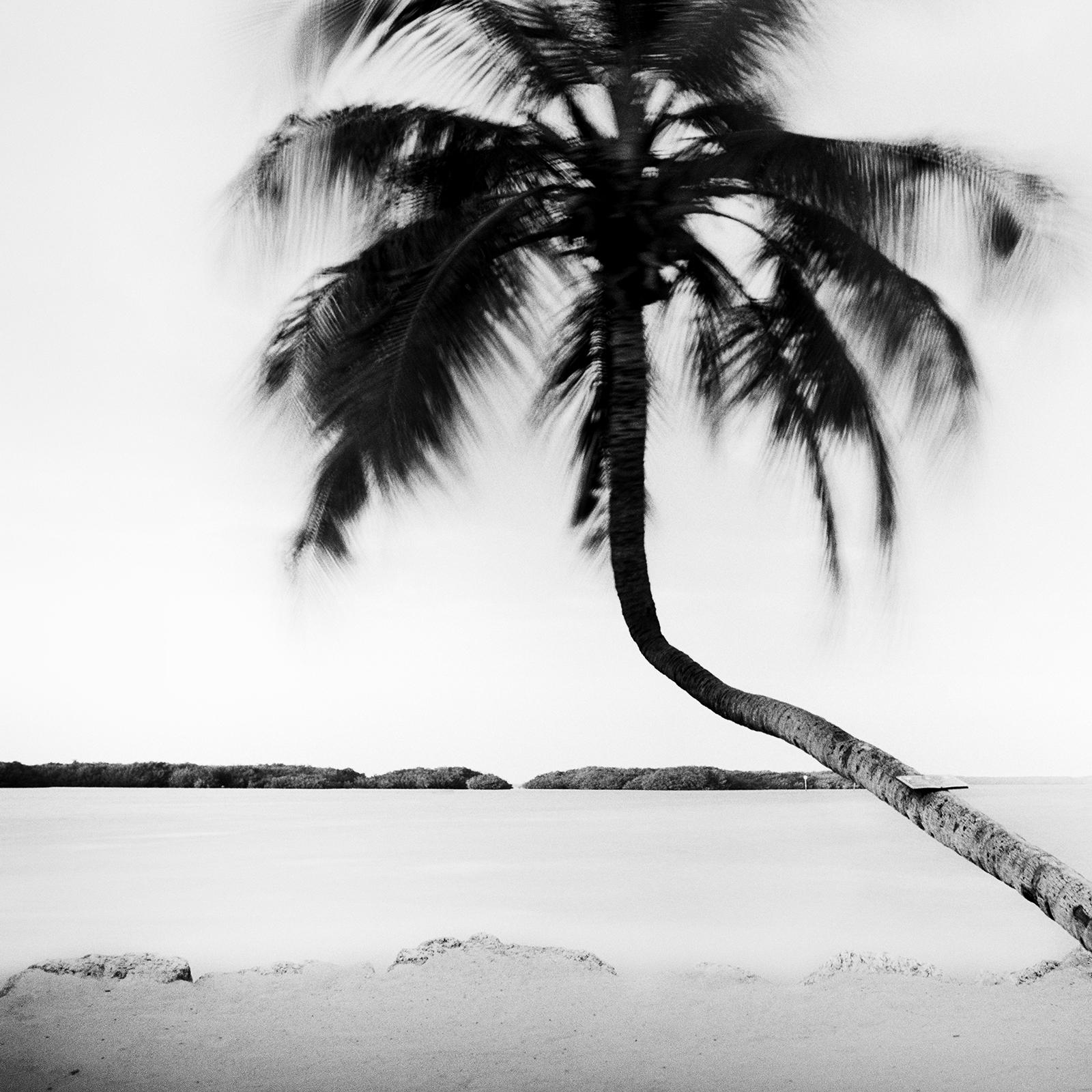 Bent Palm, Beach, Florida, USA, Schwarz-Weiß-Fotografie, Landschaft im Angebot 6