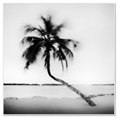Bent Palm, Beach, Florida, USA, black and white fine art photography, landscape