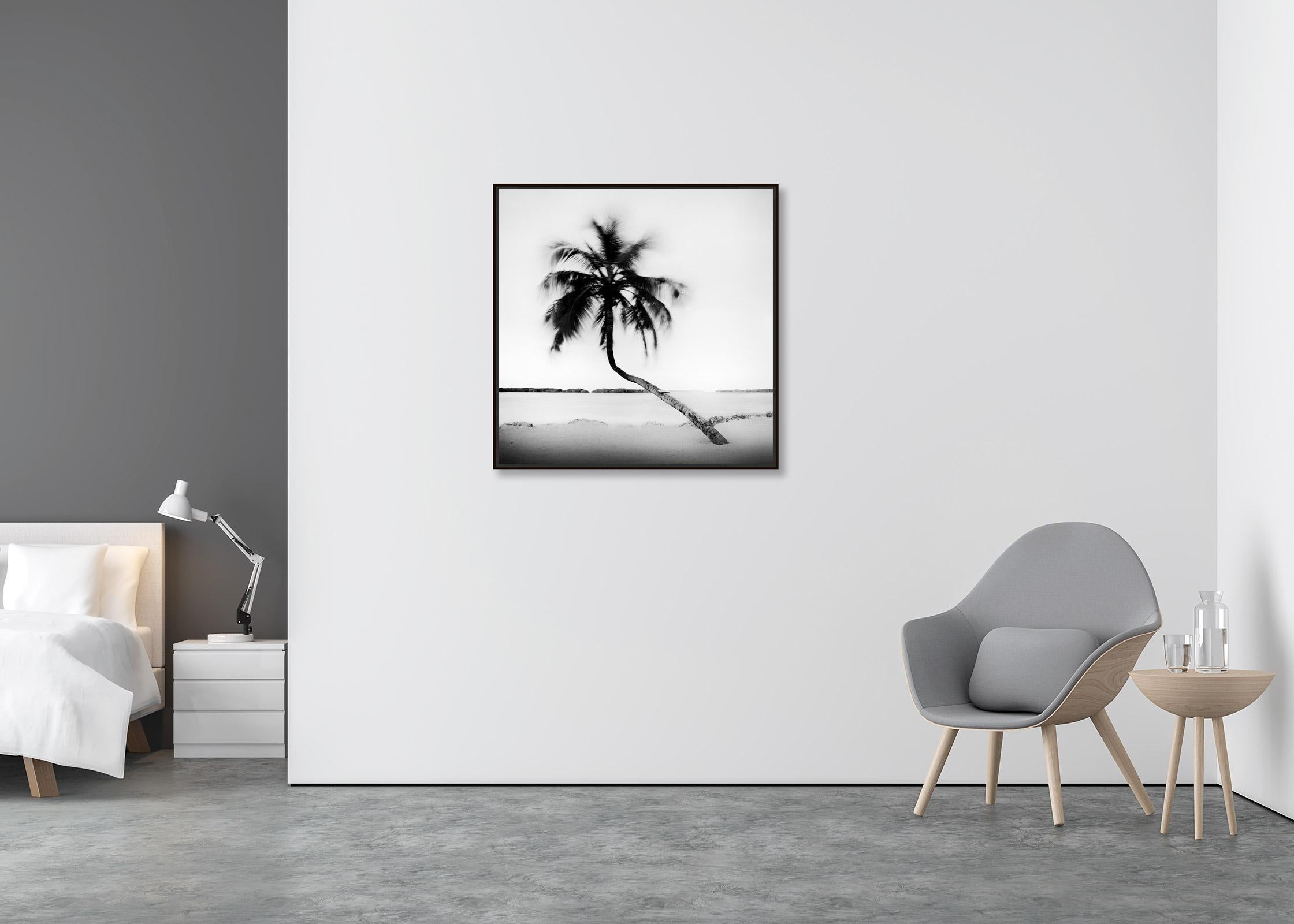 Bent Palm, Beach, Florida, USA, Schwarz-Weiß-Fotografie, Landschaft (Zeitgenössisch), Photograph, von Gerald Berghammer, Ina Forstinger