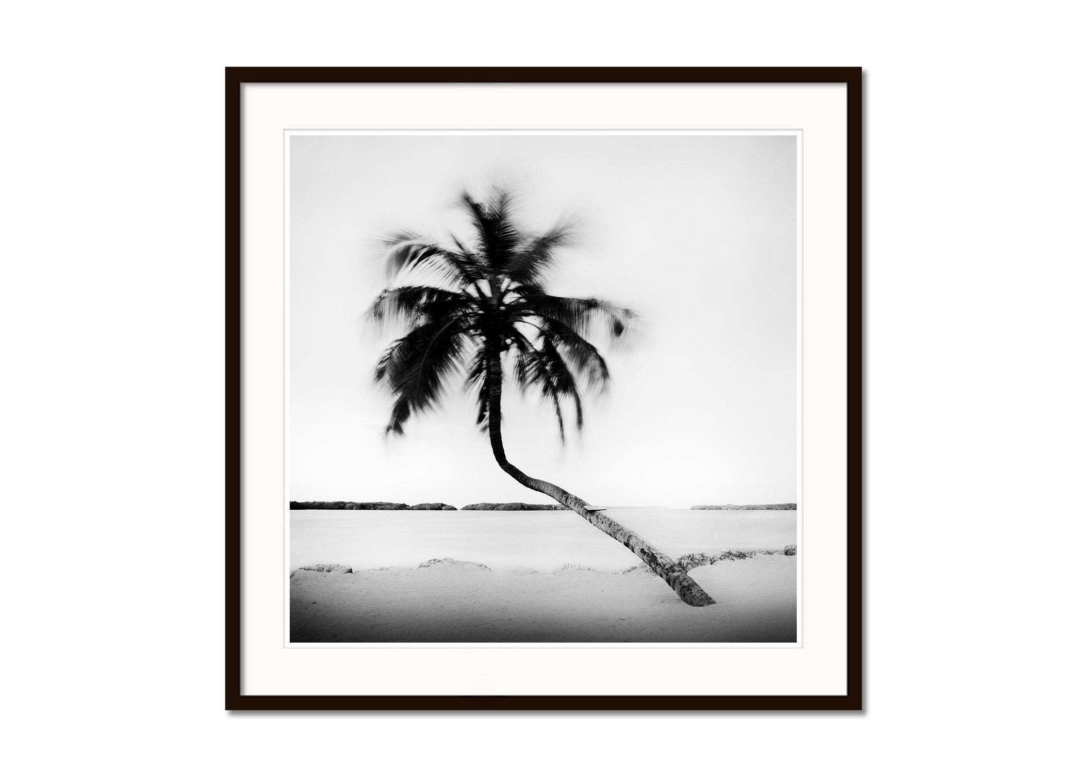Bent Palm, Beach, Florida, USA, Schwarz-Weiß-Fotografie, Landschaft (Grau), Black and White Photograph, von Gerald Berghammer, Ina Forstinger
