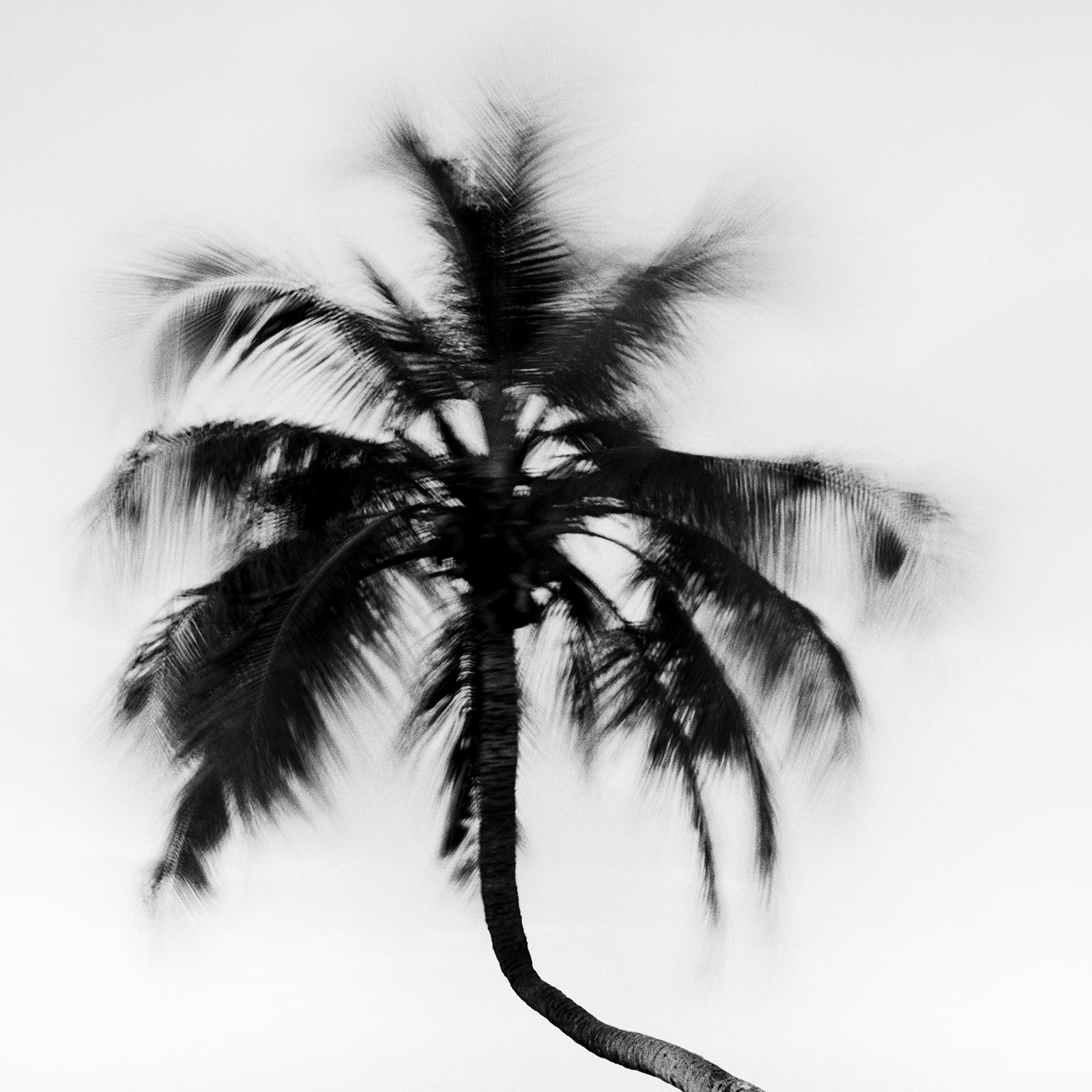 Bent Palm, Beach, Florida, USA, Schwarz-Weiß-Fotografie, Landschaft im Angebot 3